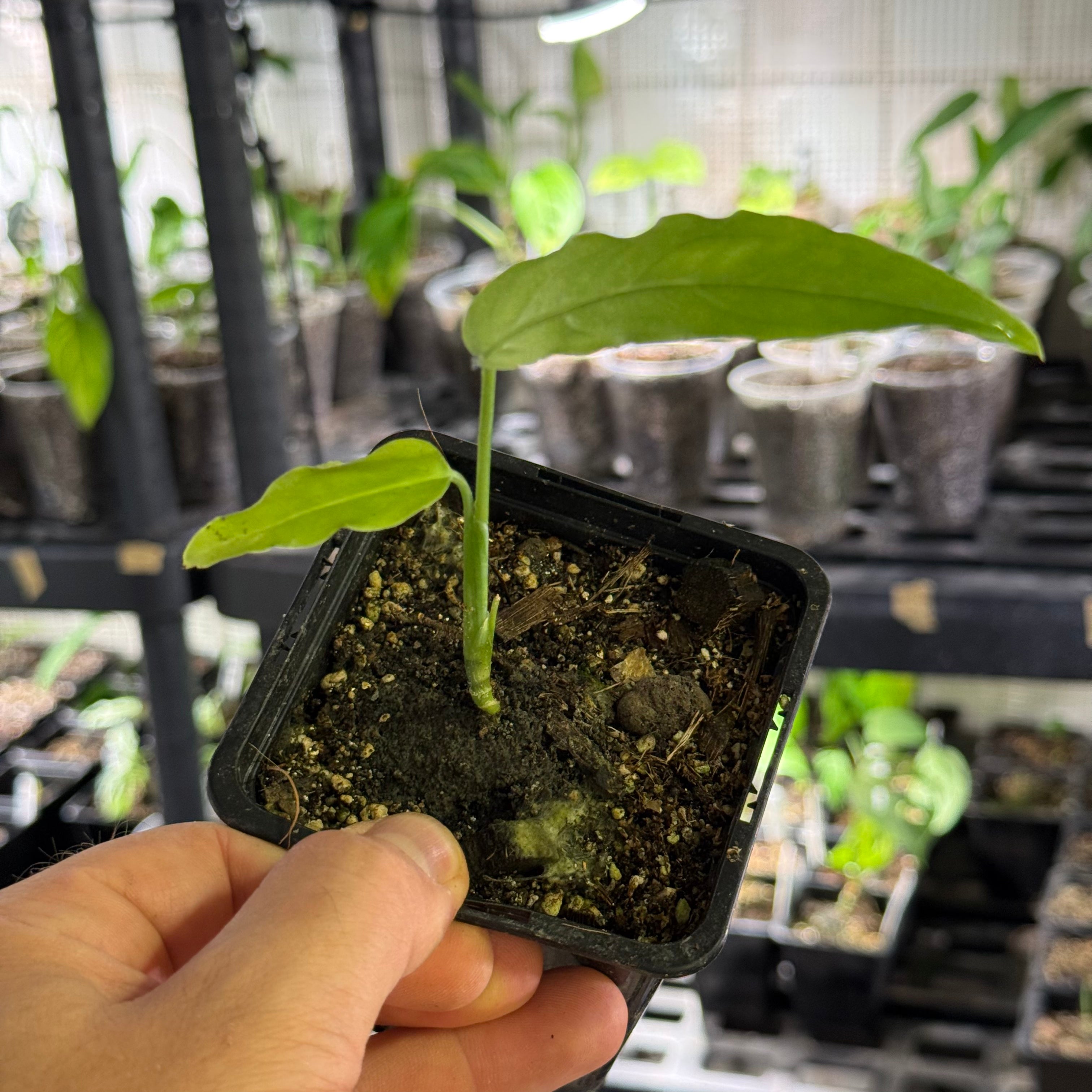 Monstera obliqua amazonica