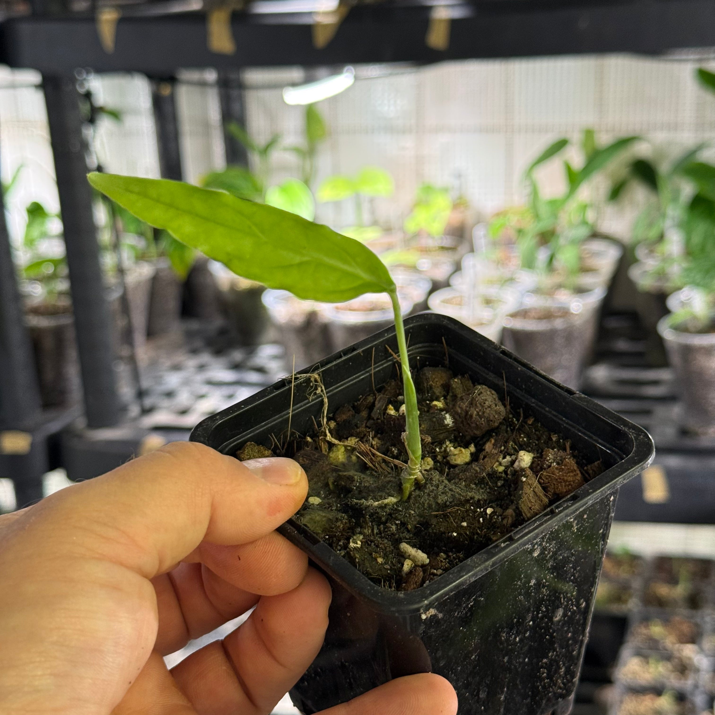 Monstera obliqua amazonica