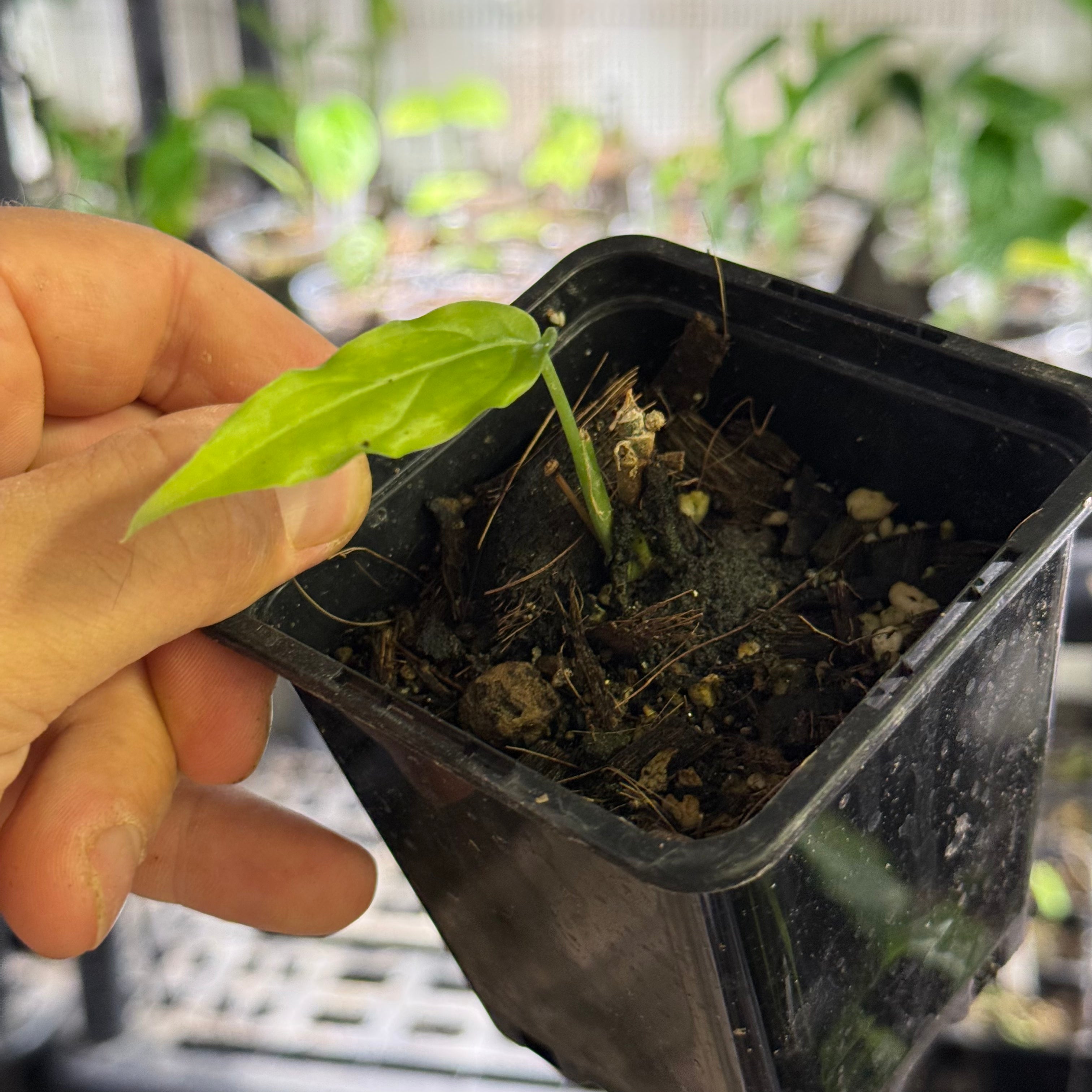Monstera obliqua amazonica