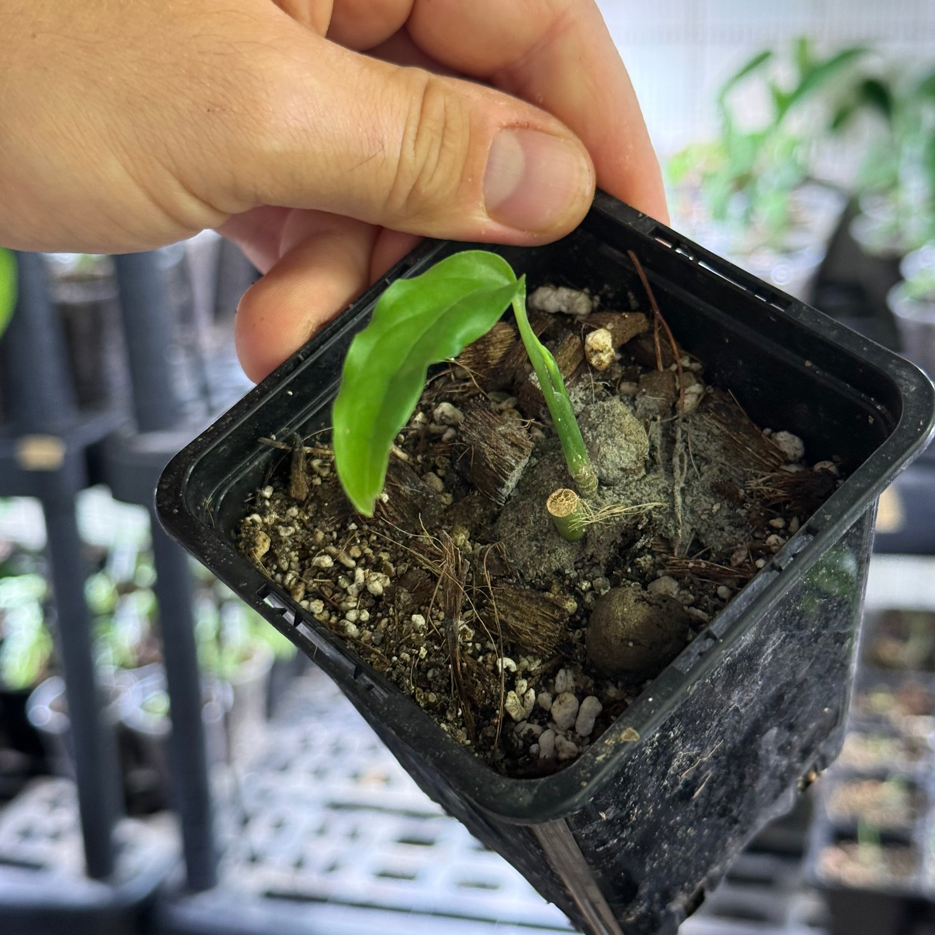 Monstera obliqua amazonica