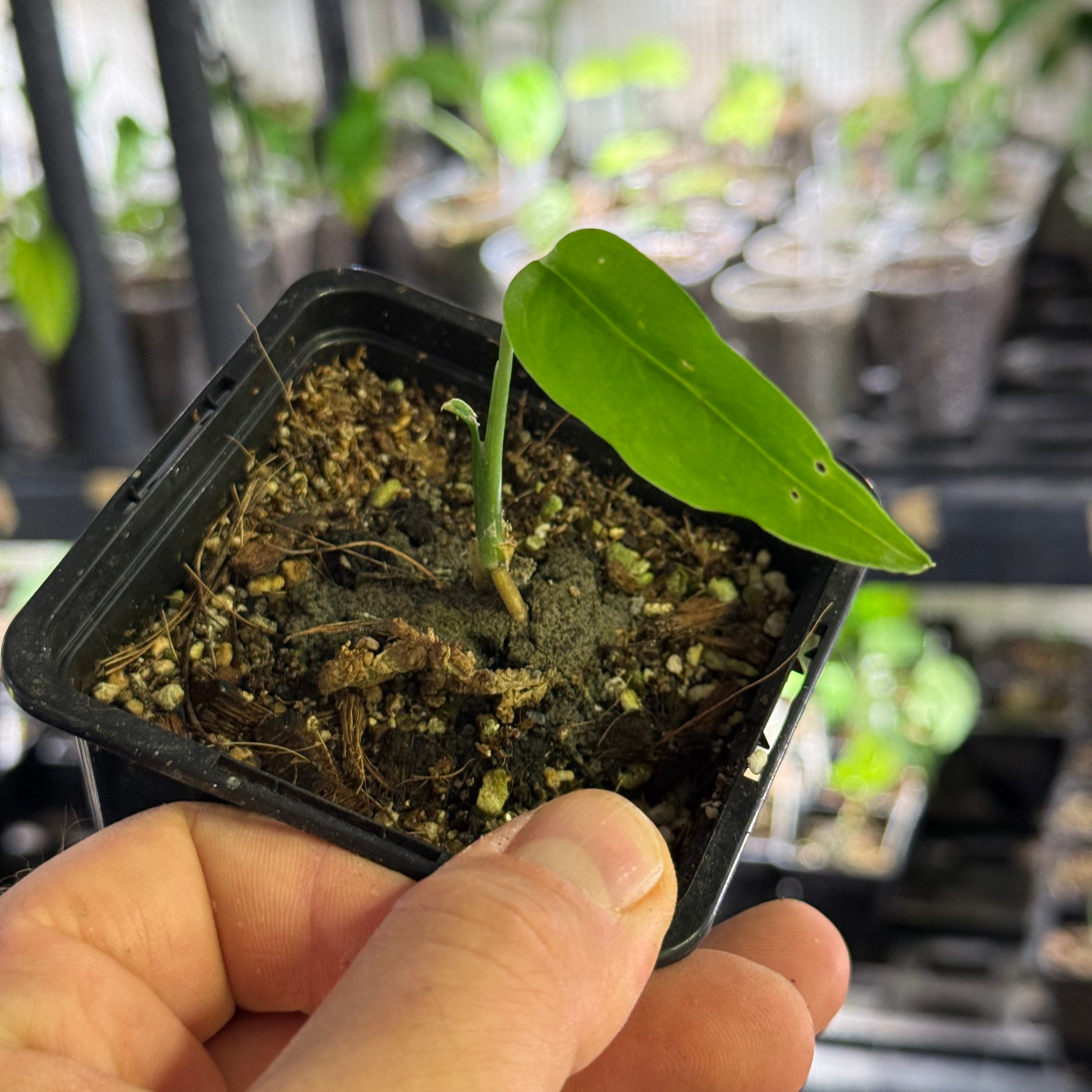 Monstera obliqua amazonica
