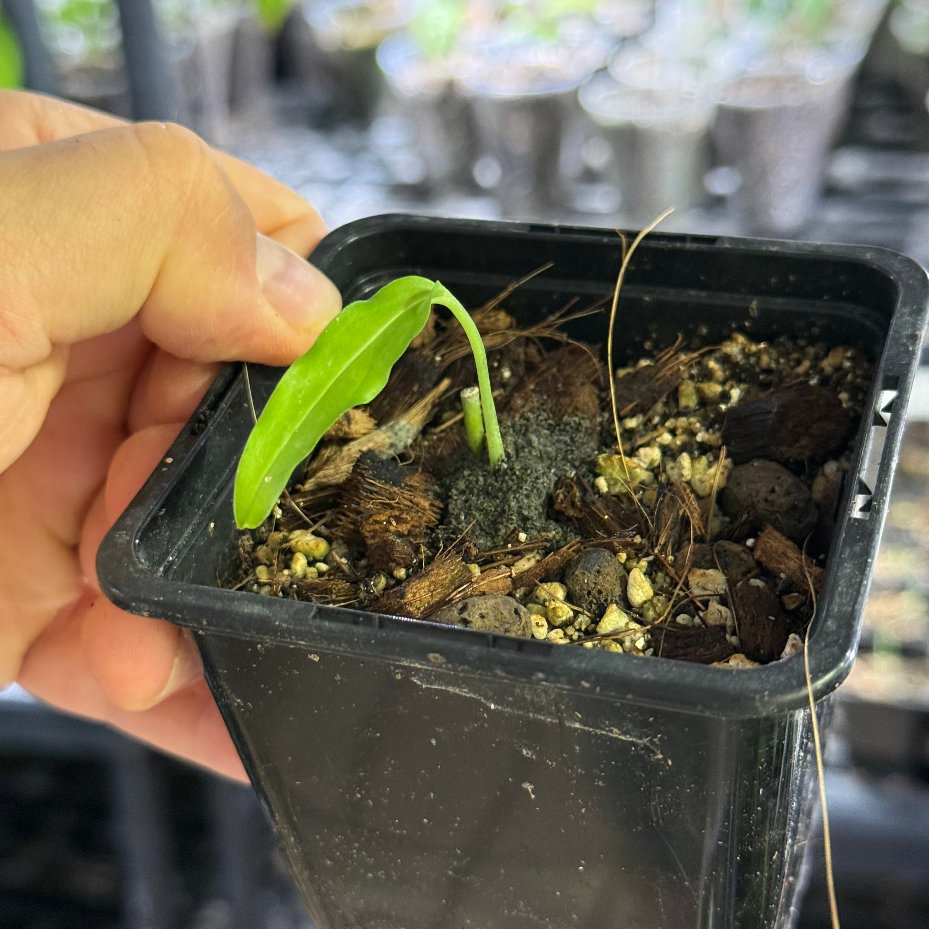 Monstera obliqua amazonica