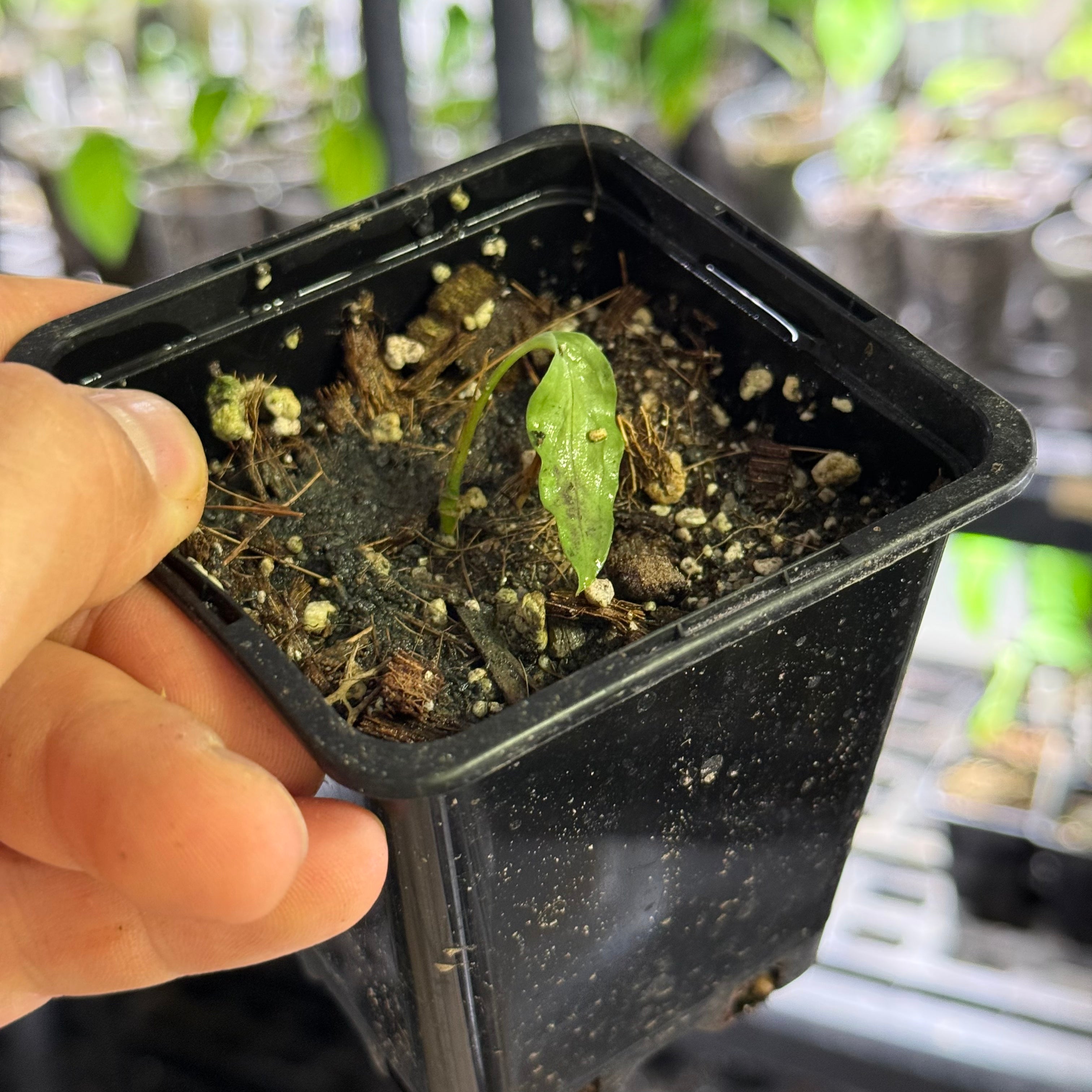 Monstera obliqua amazonica
