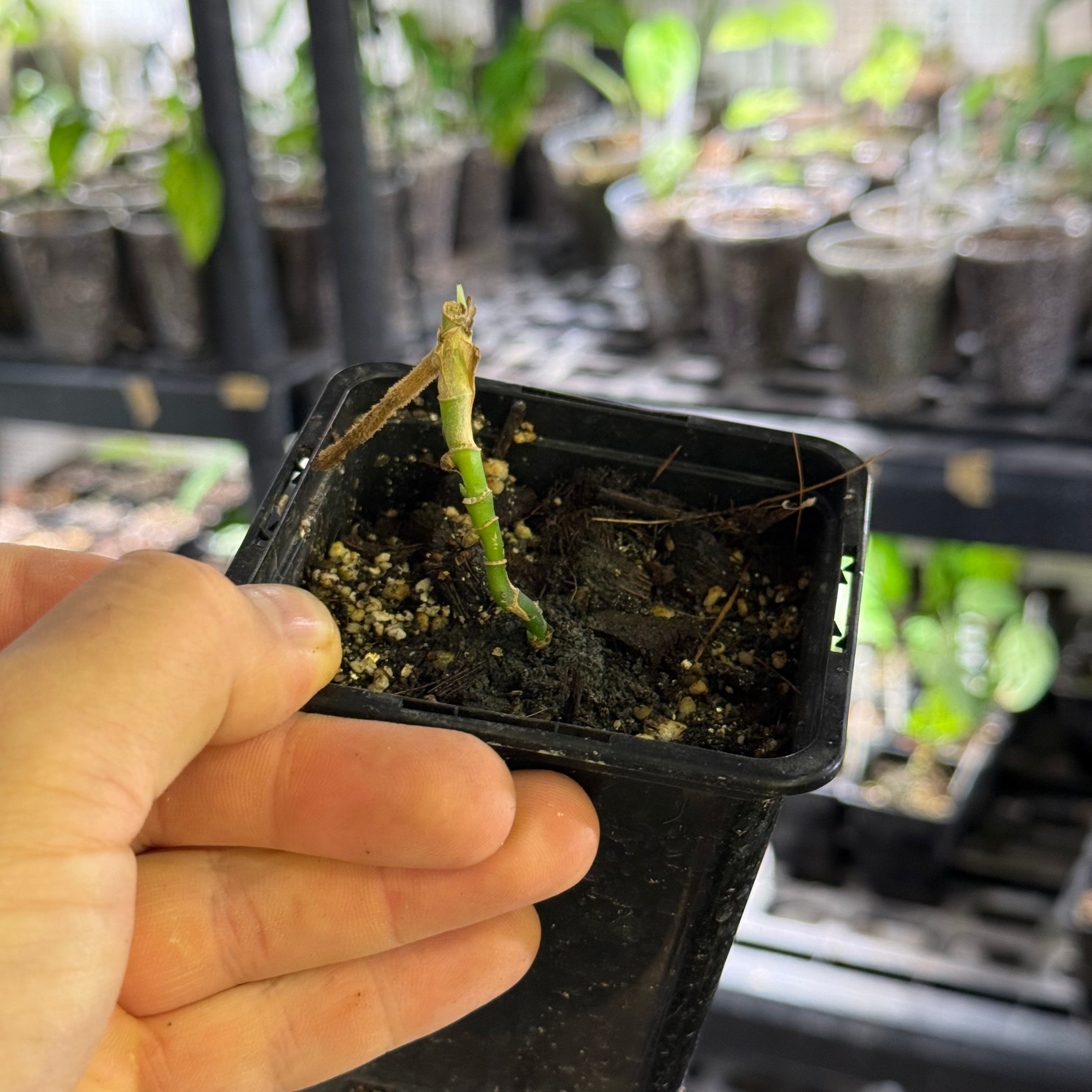 Monstera obliqua amazonica