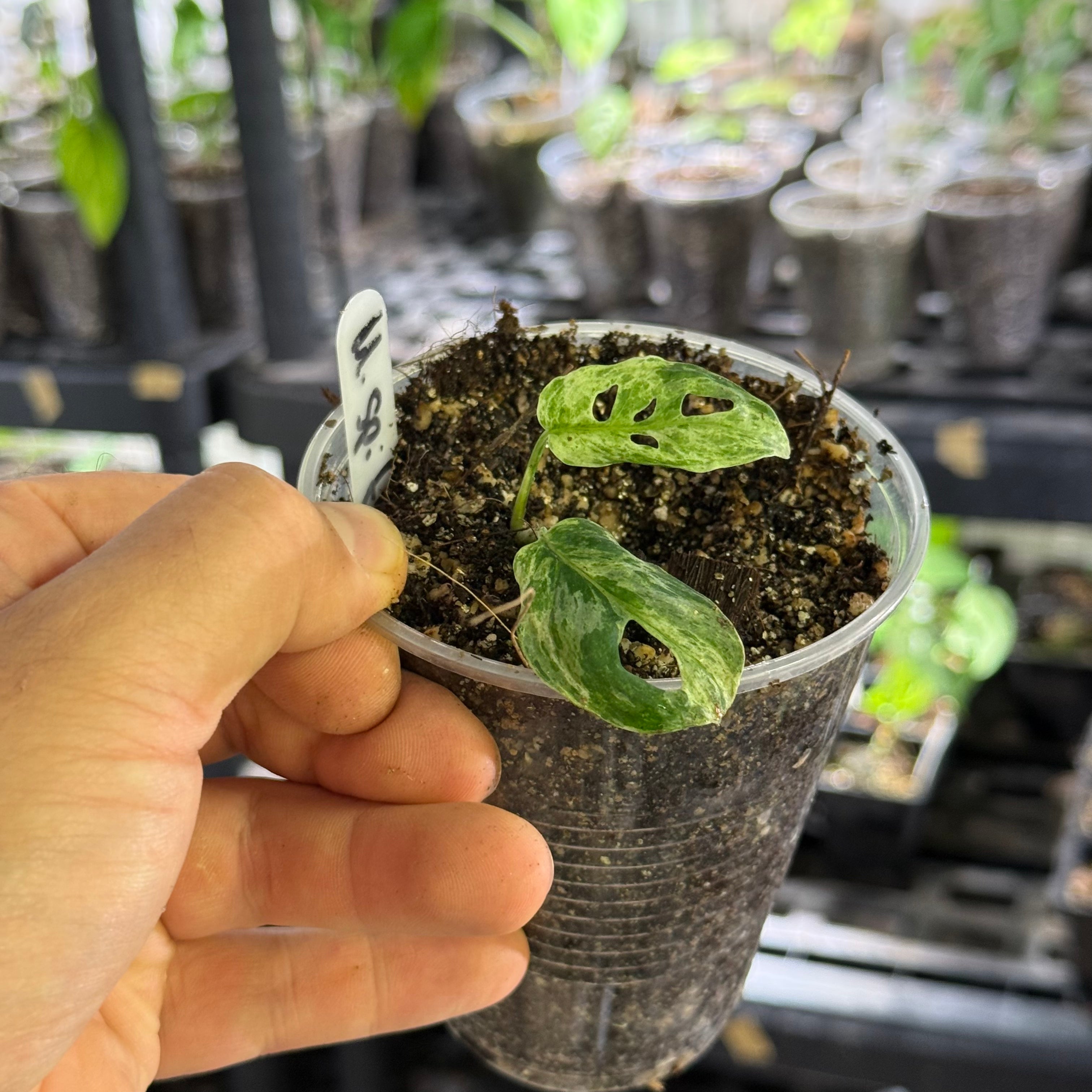 Monstera acuminata sp. frozen