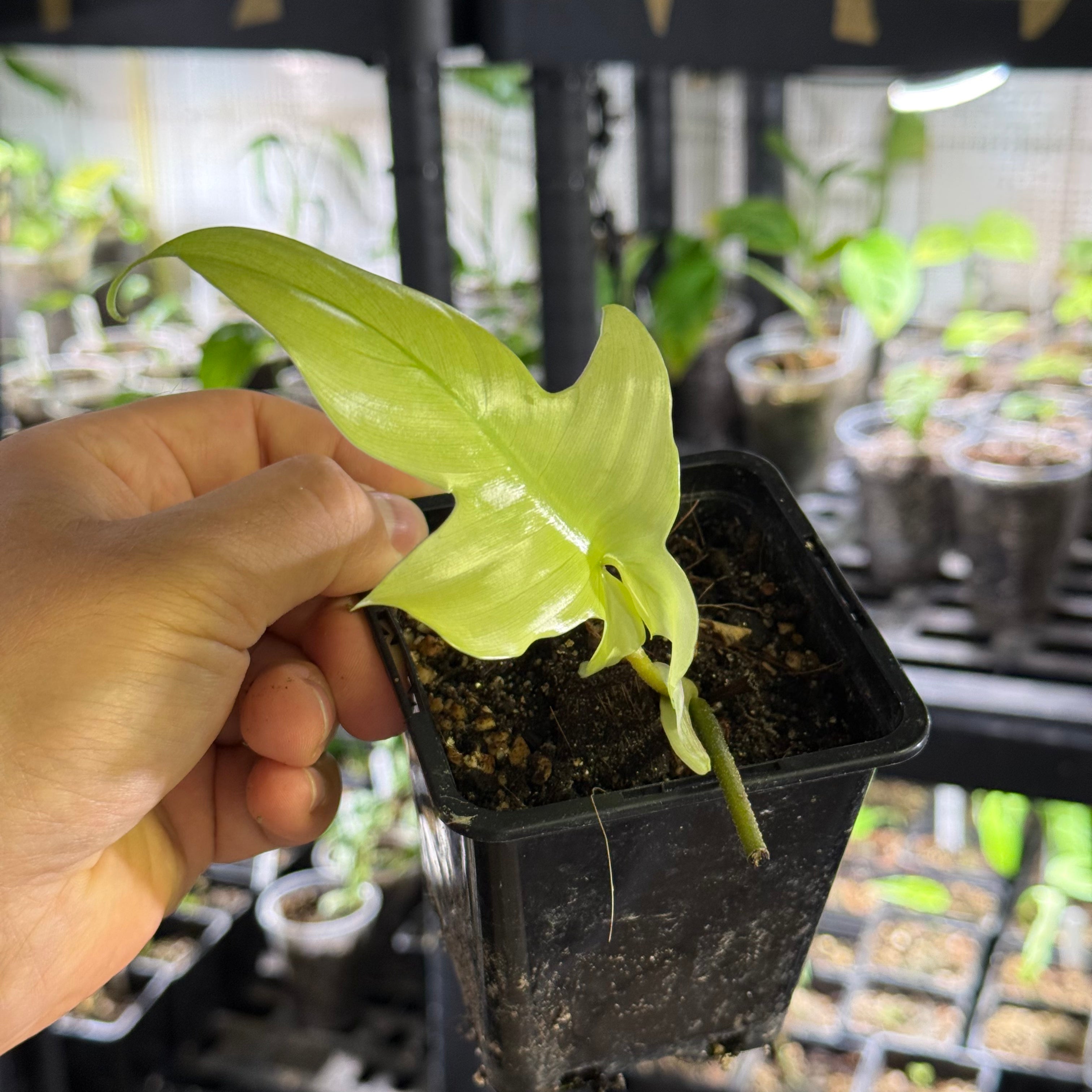 Philodendron florida ghost variegata