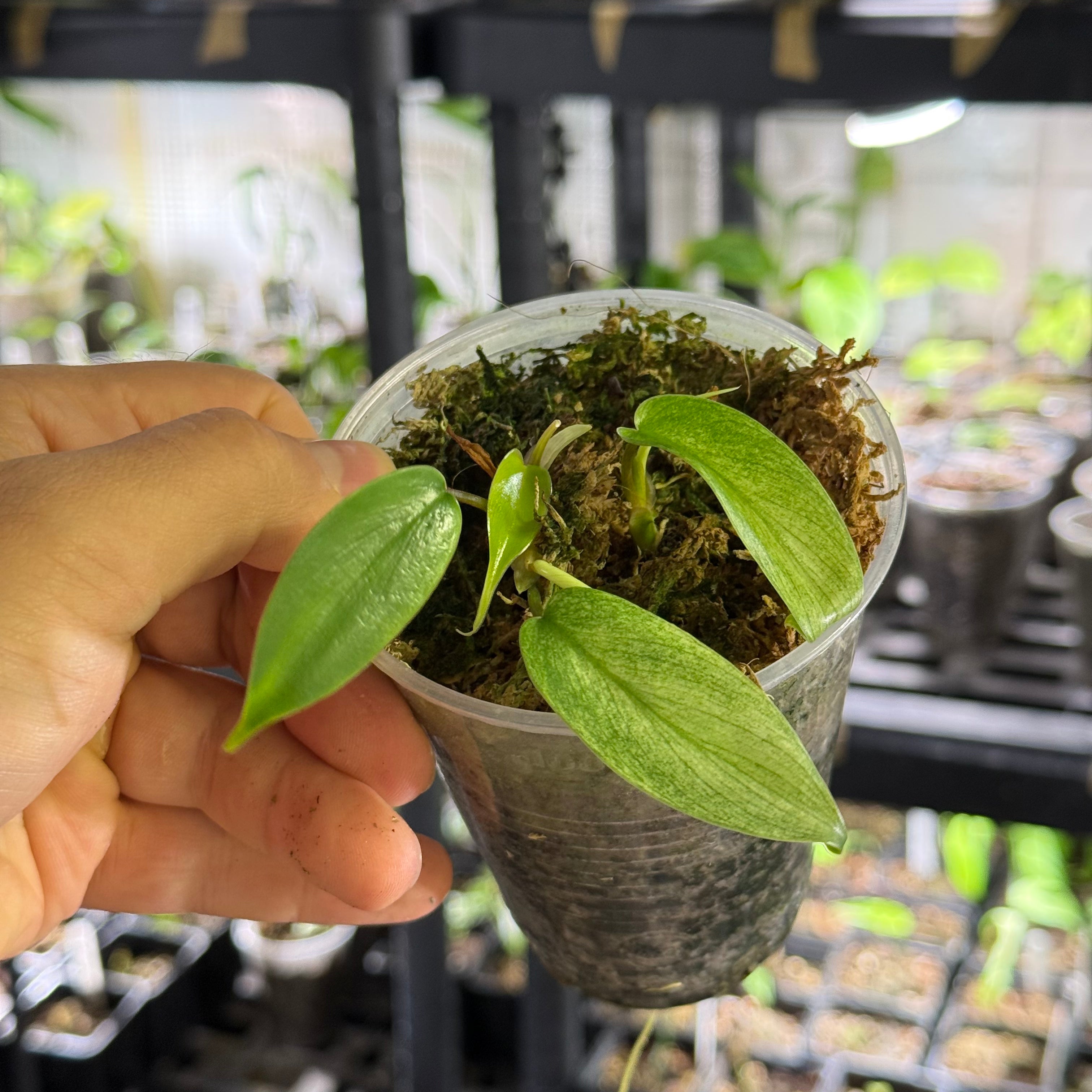 Philodendron florida ghost variegata