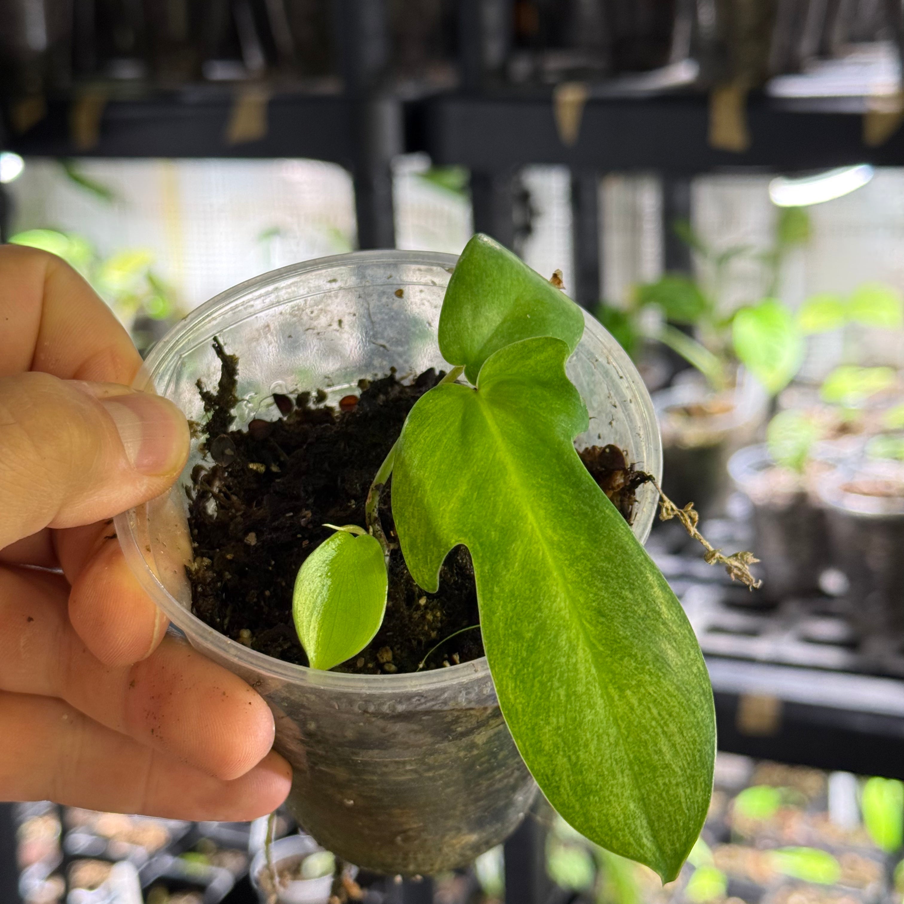 Philodendron florida ghost variegata