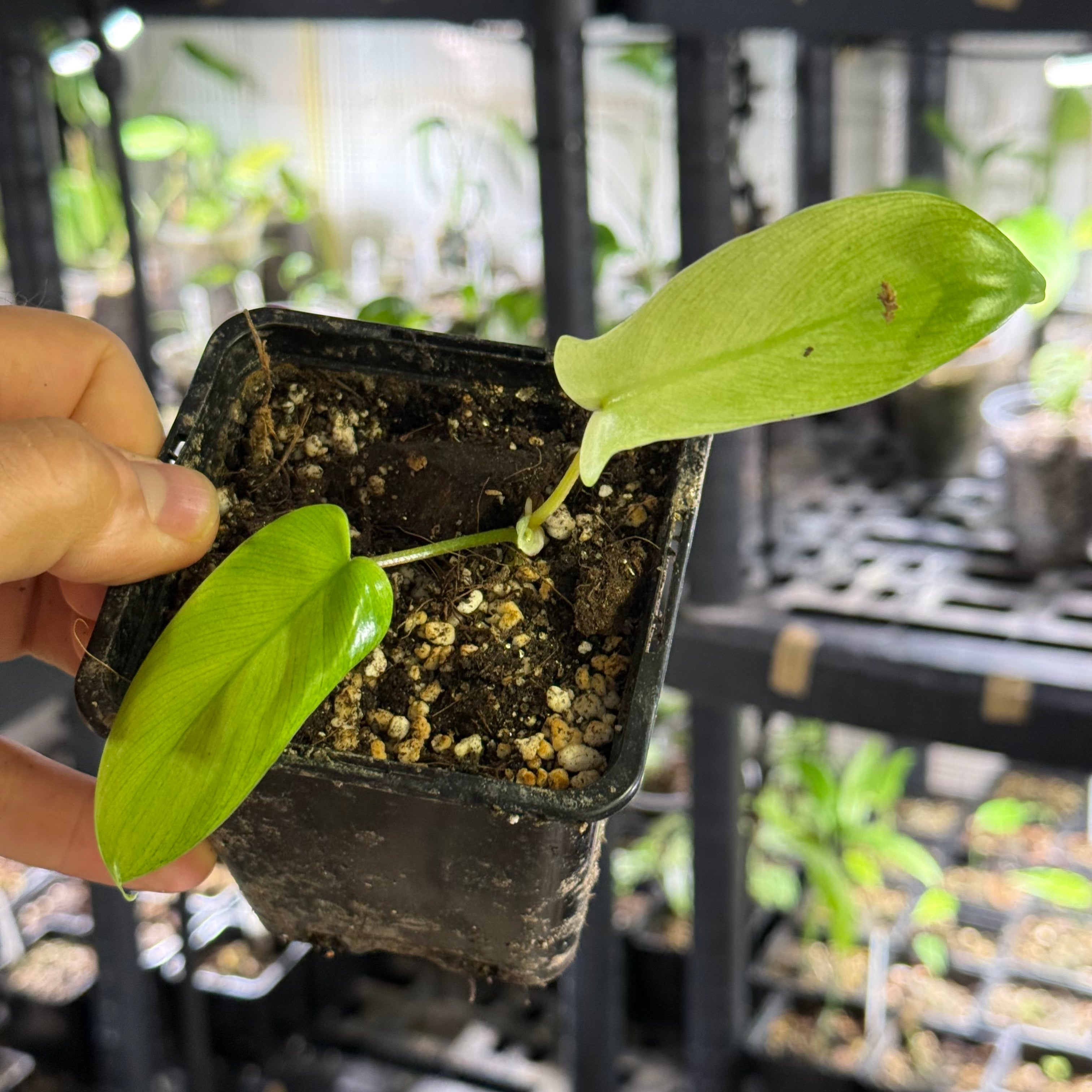 Philodendron florida ghost variegata