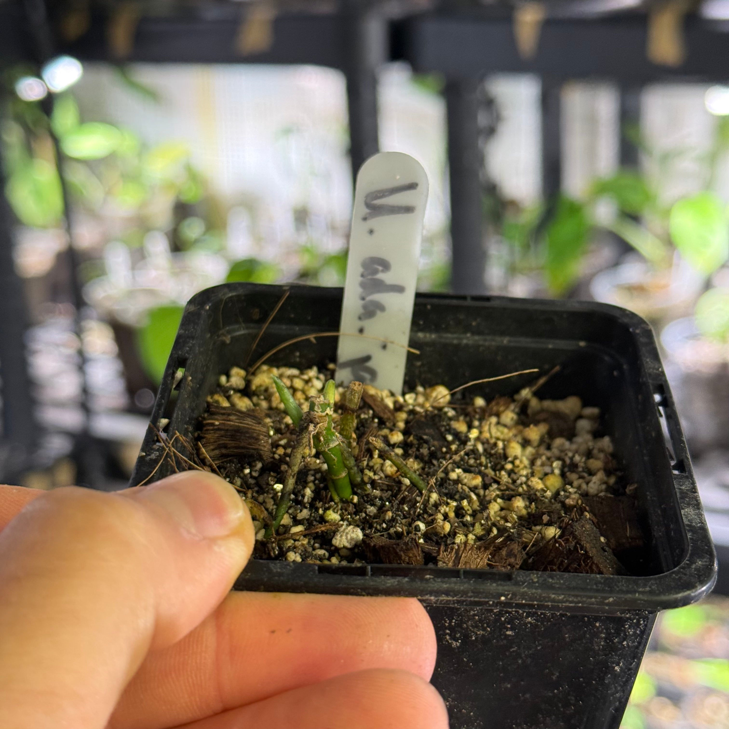 Monstera adansonii japanese tricolor variegata