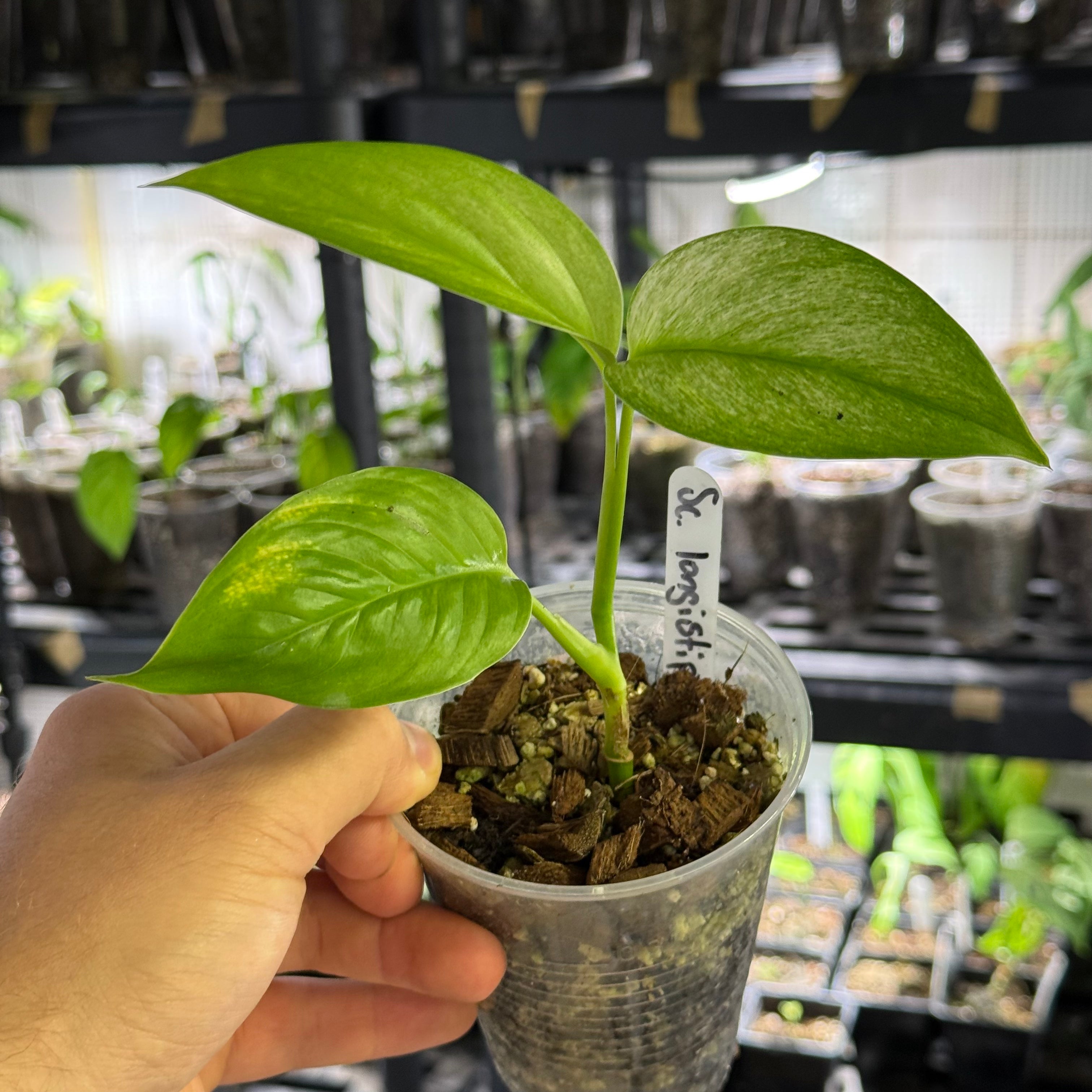 Scindapsus longistipitatus mint