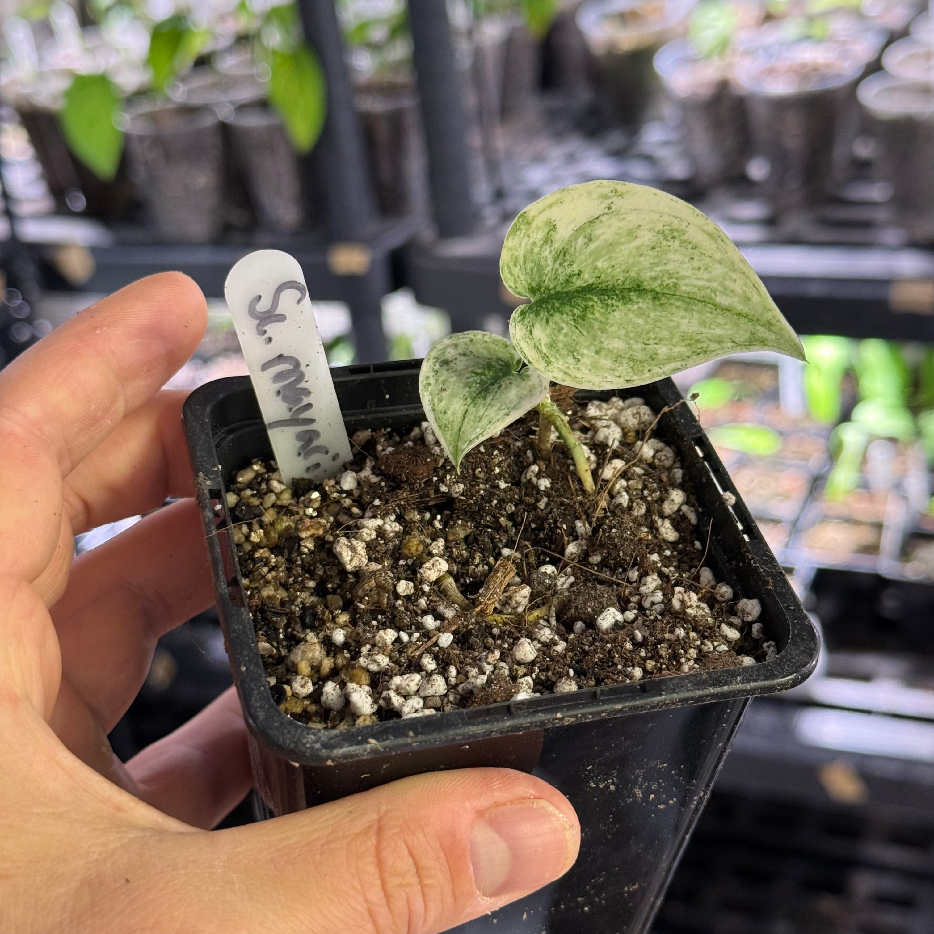 Scindapsus mayari variegata
