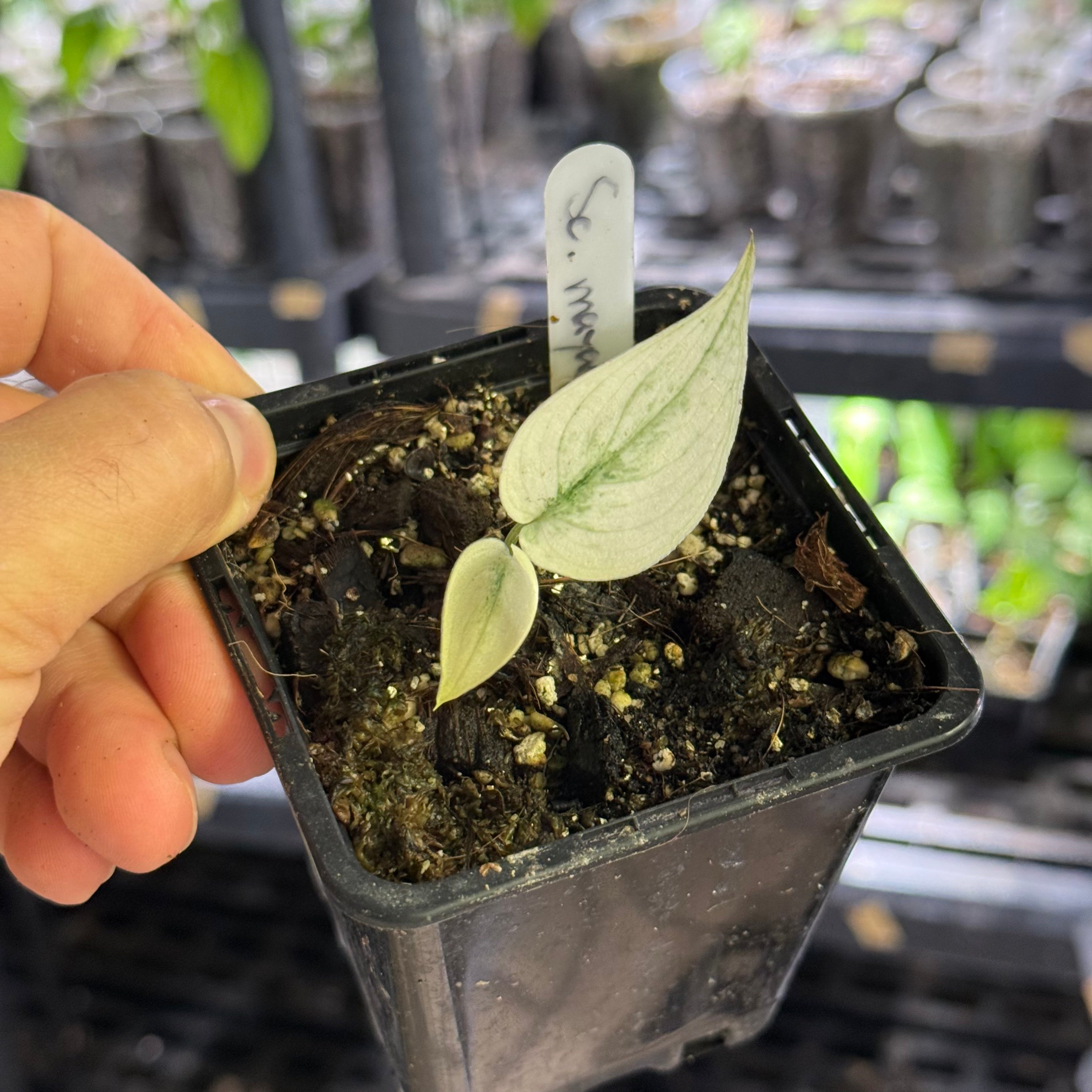 Scindapsus mayari variegata