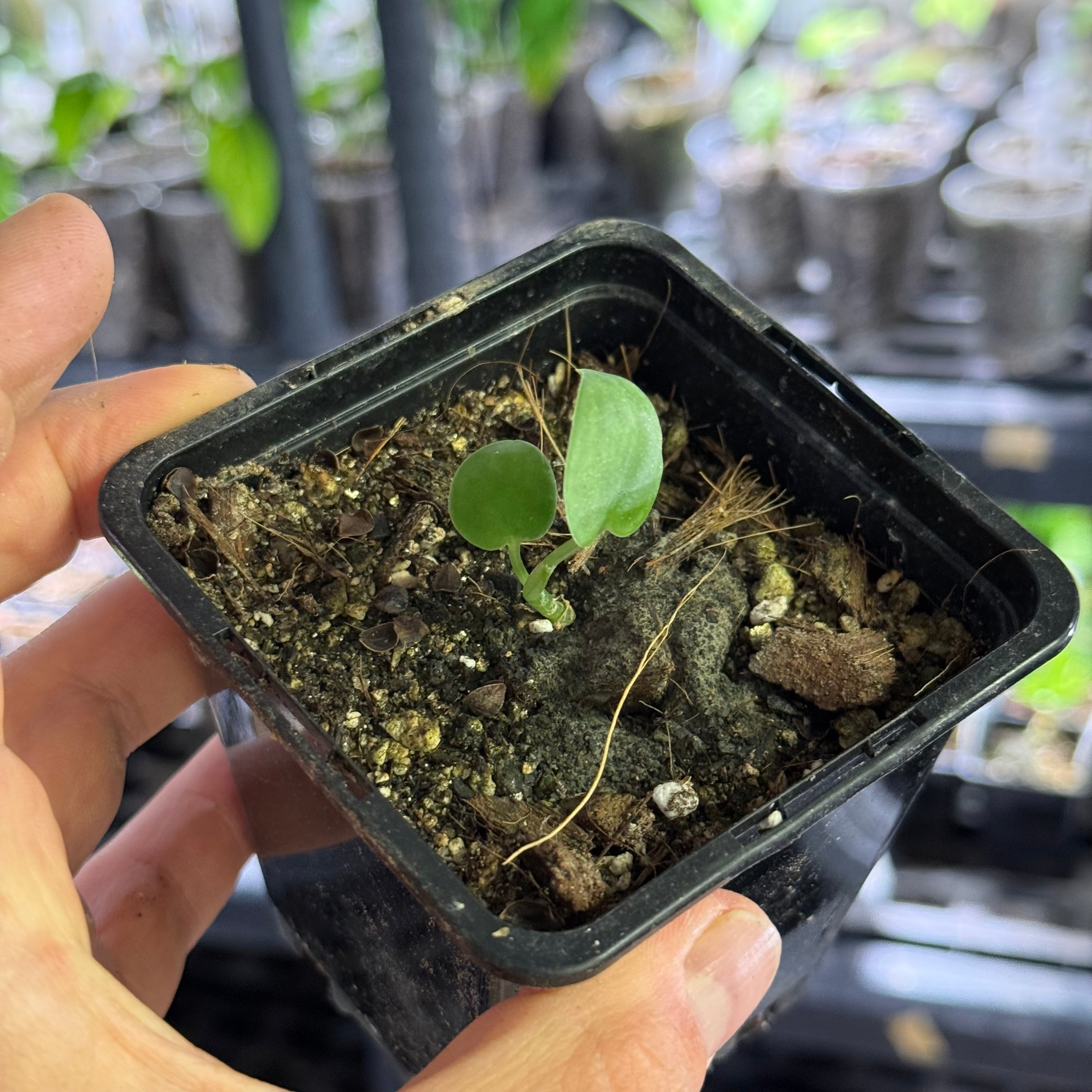 Scindapsus exotica aurea