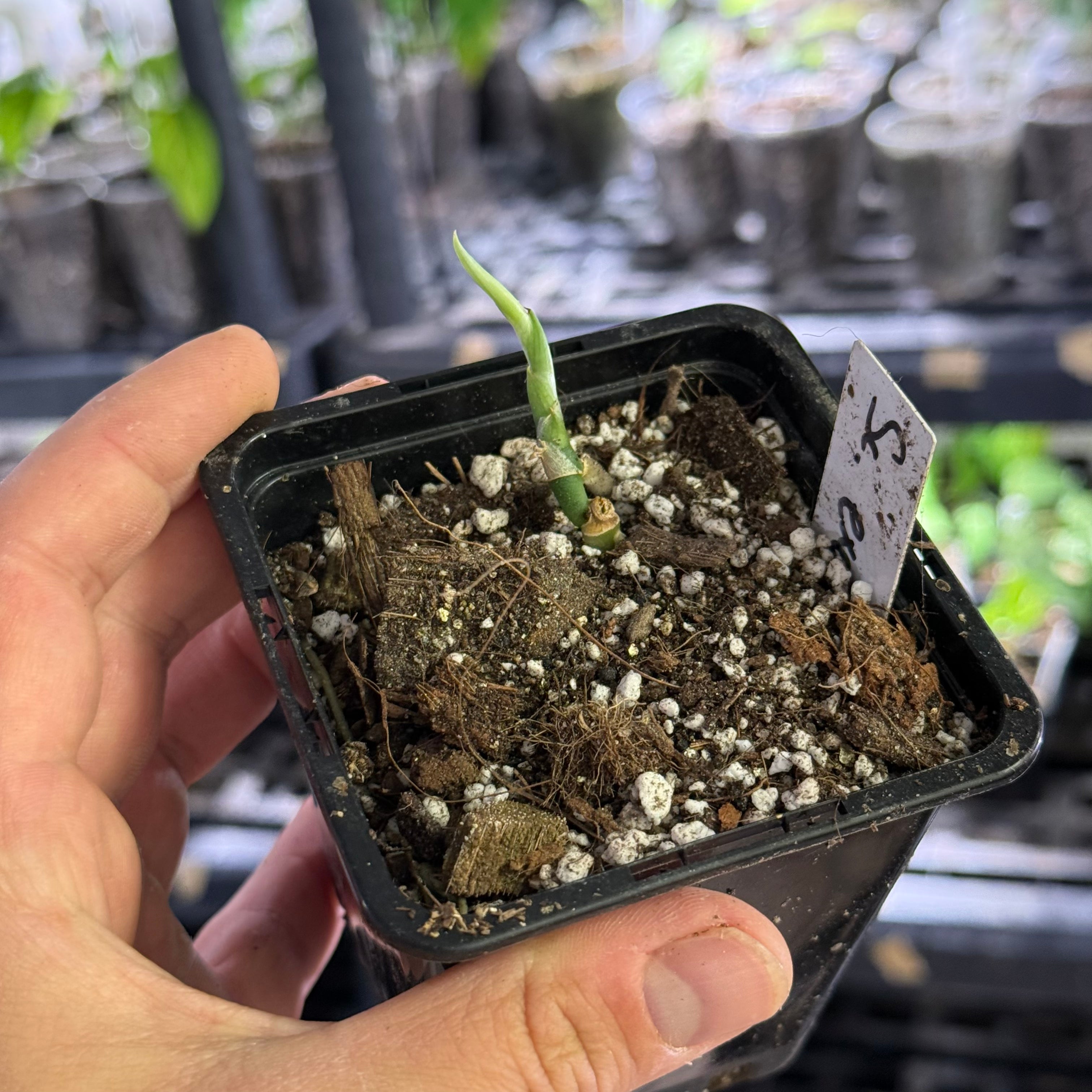 Scindapsus exotica aurea