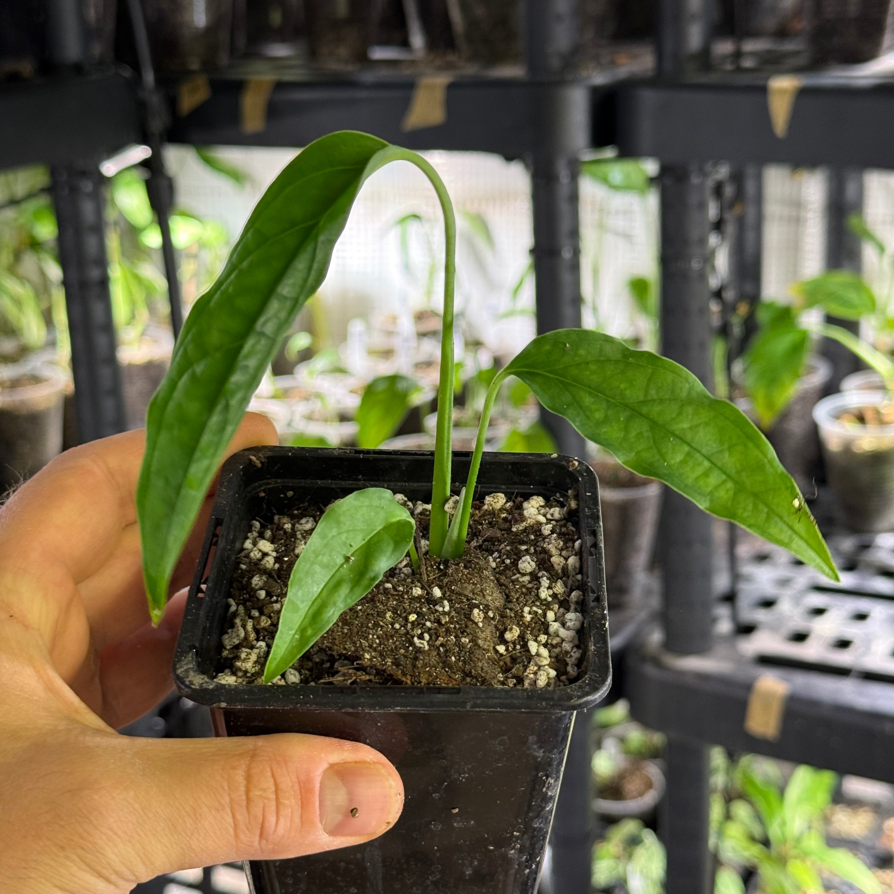 Monstera obliqua tiwintza