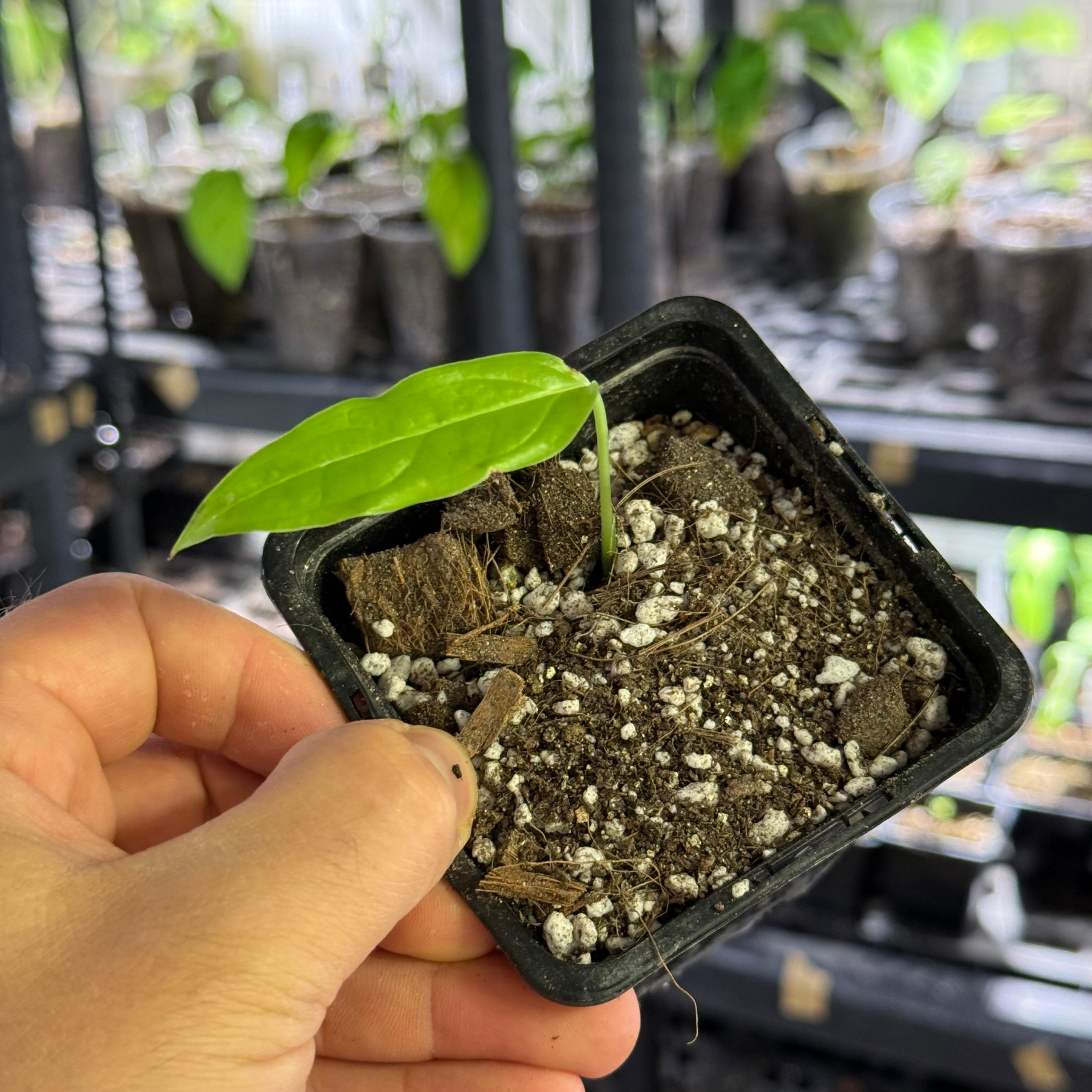 Monstera obliqua tiwintza