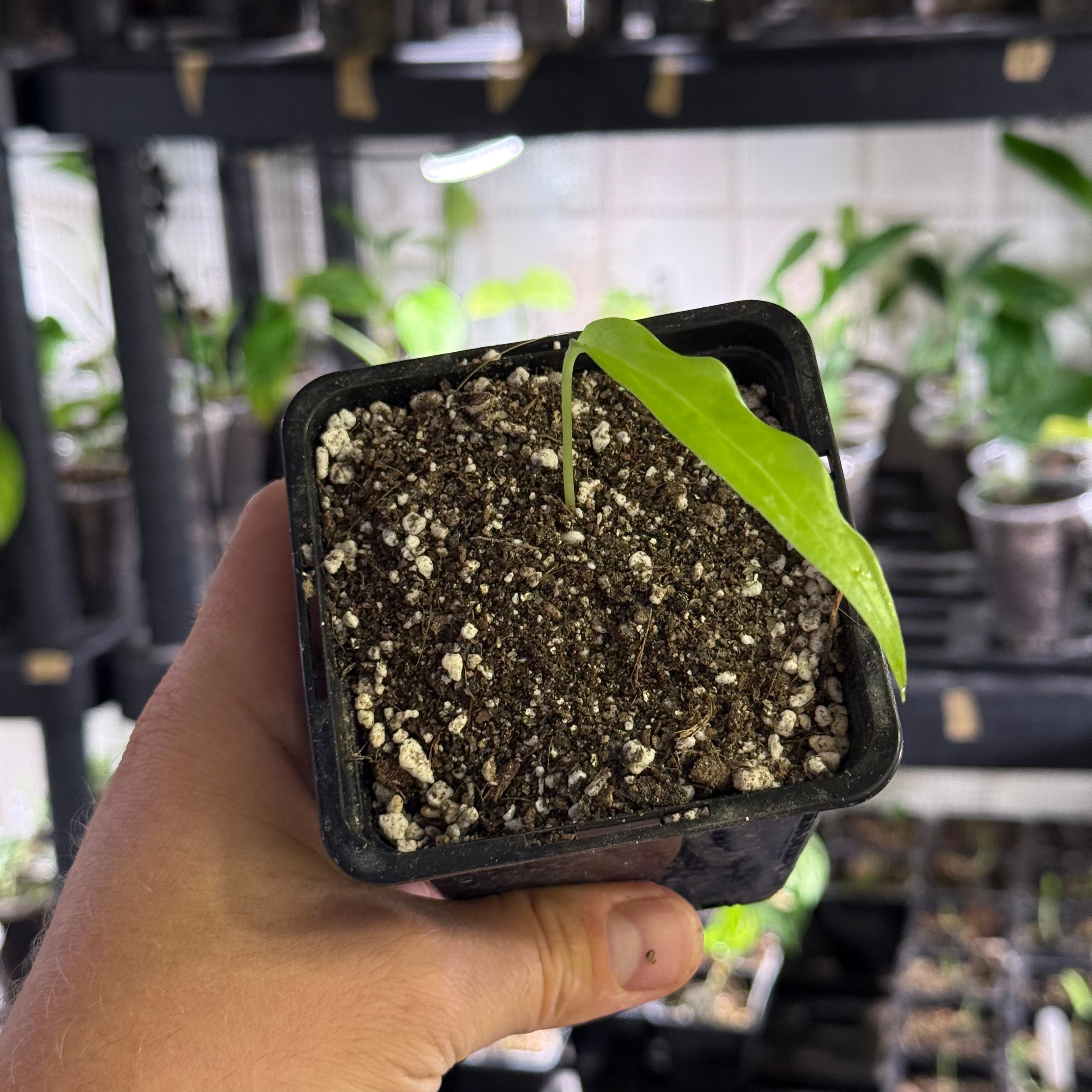 Monstera obliqua tiwintza