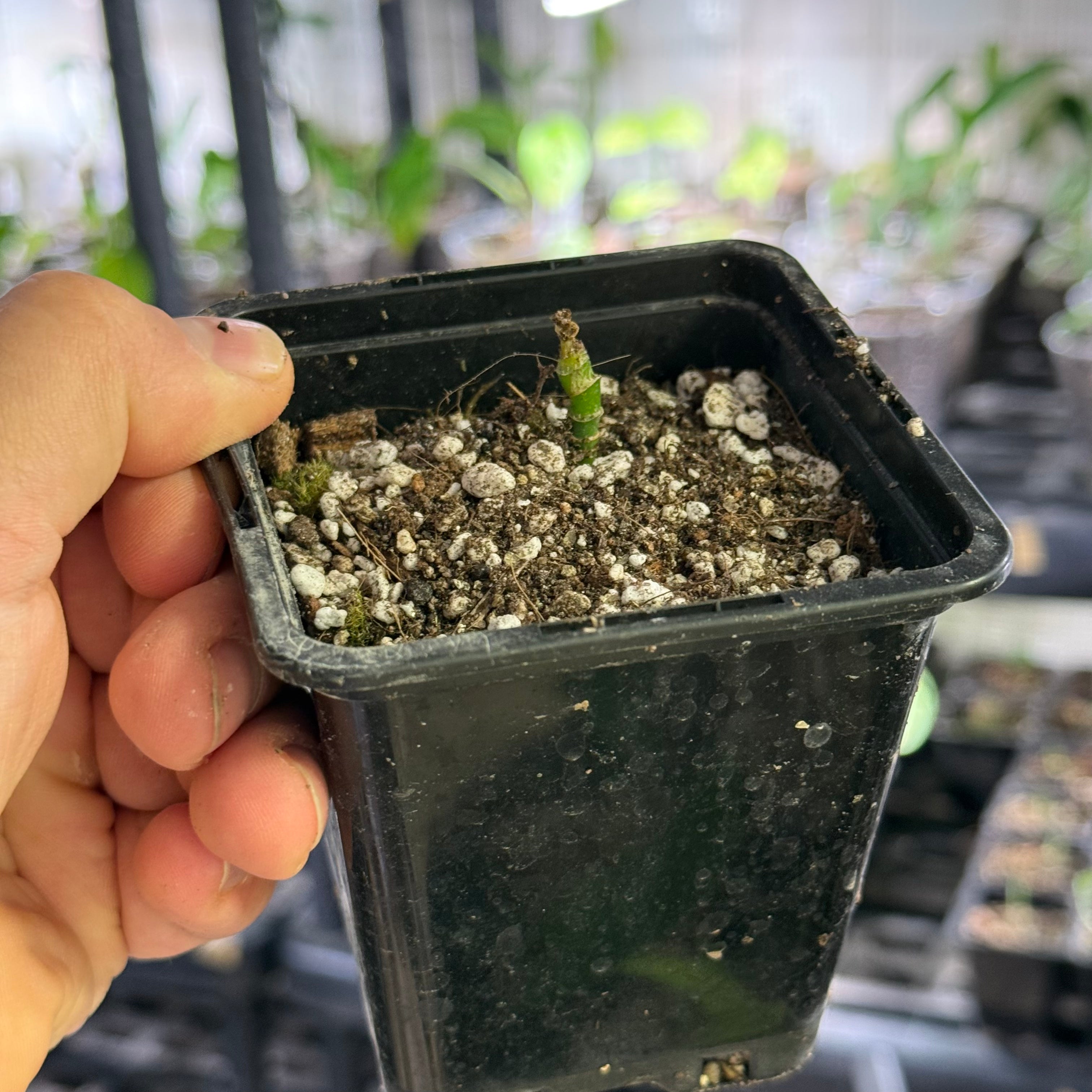 Monstera obliqua tiwintza