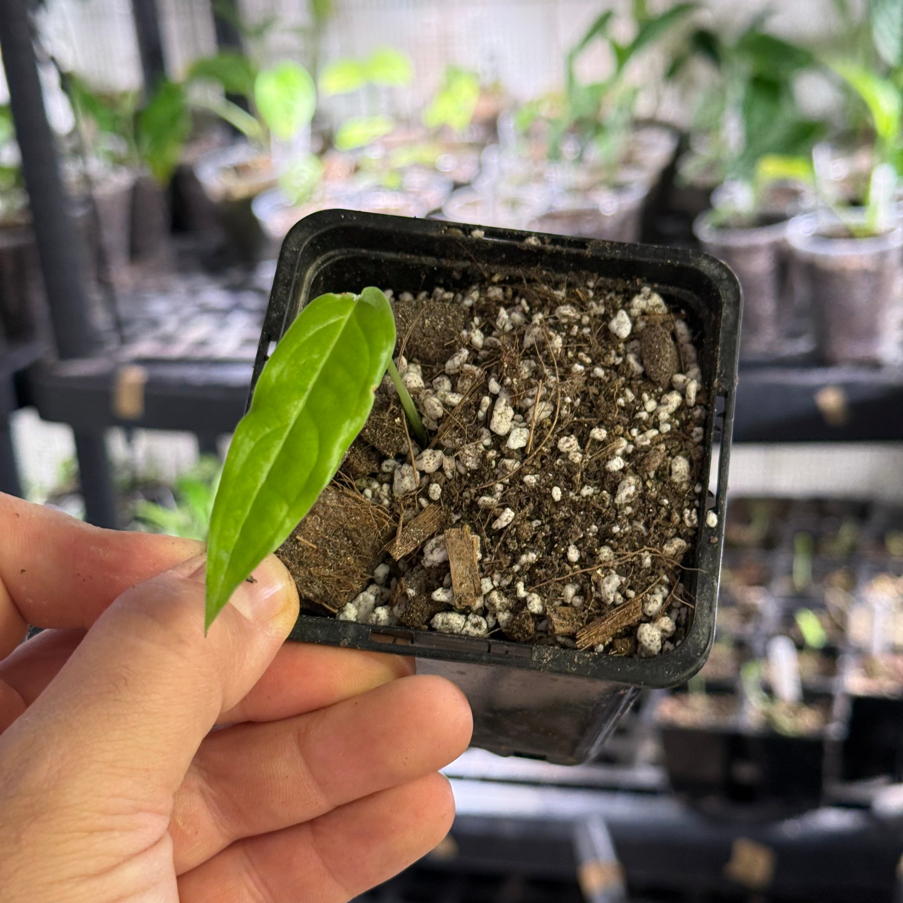 Monstera obliqua tiwintza narrow
