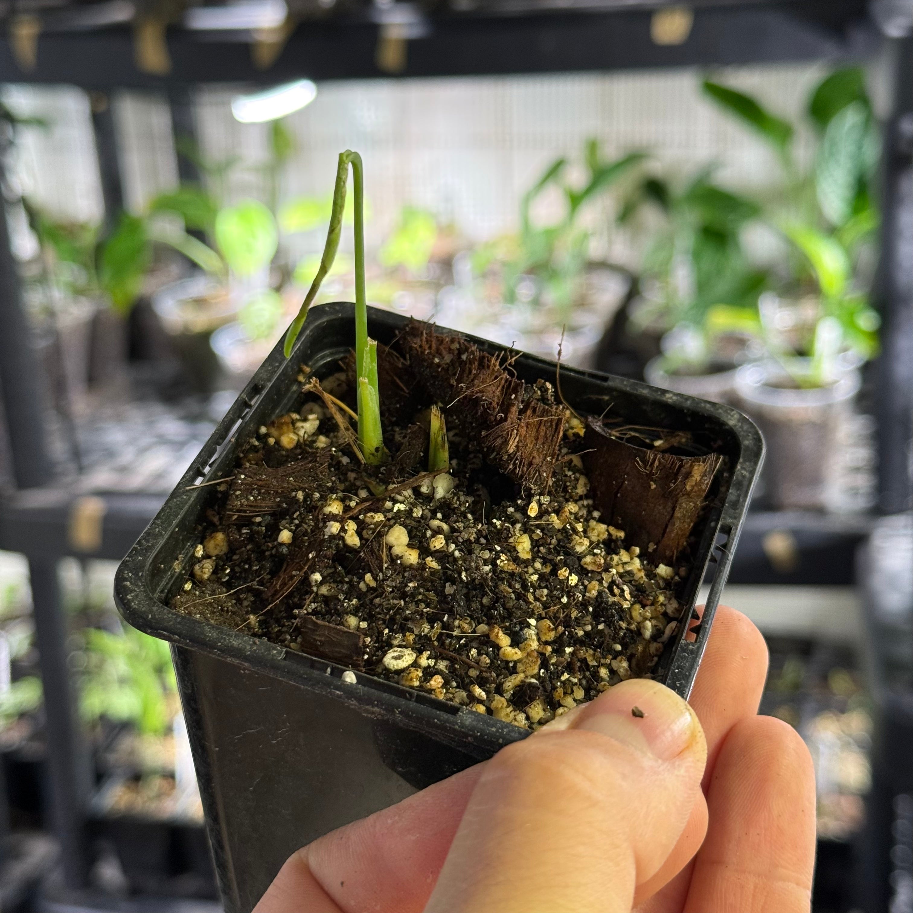 Monstera obliqua tiwintza narrow