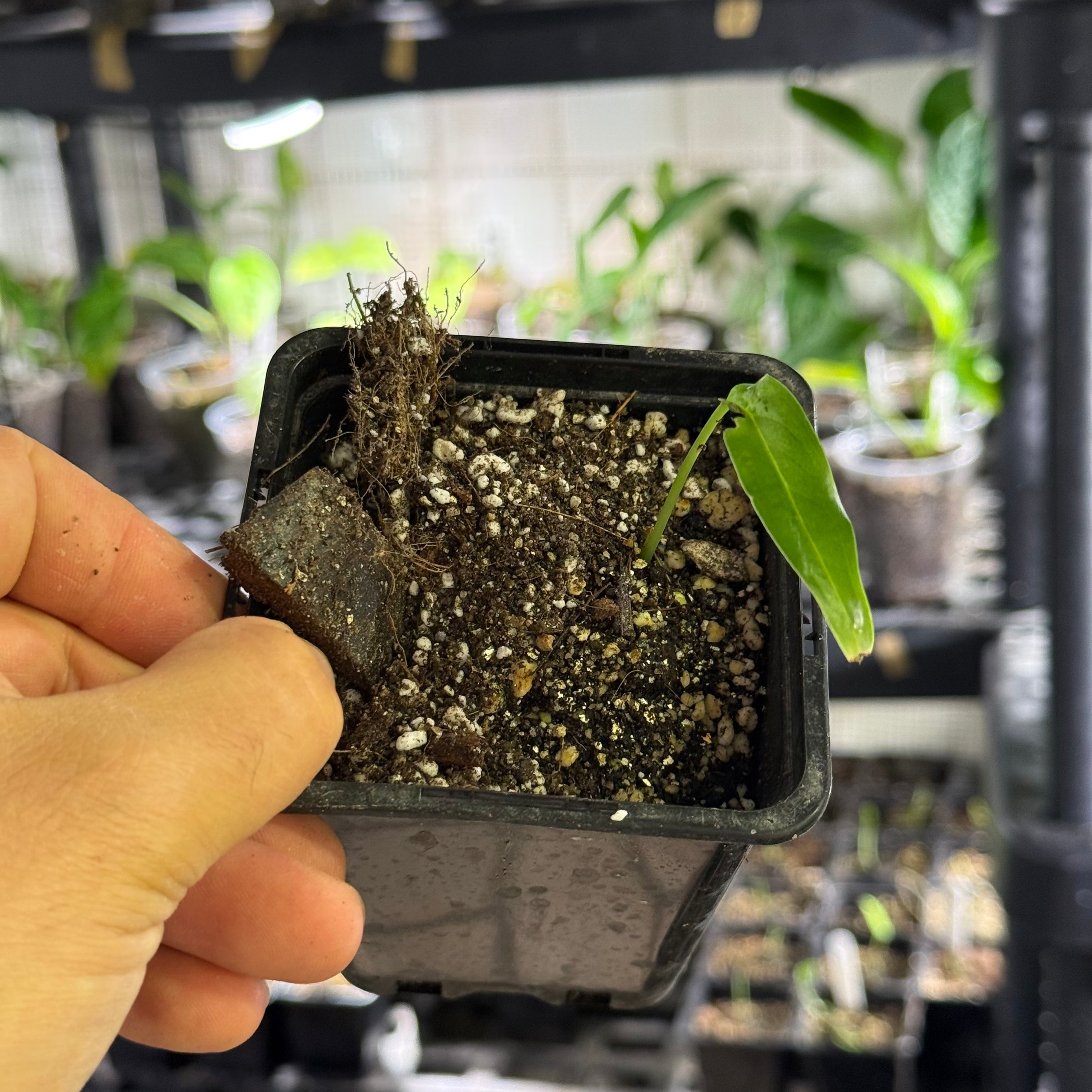 Monstera obliqua tiwintza narrow
