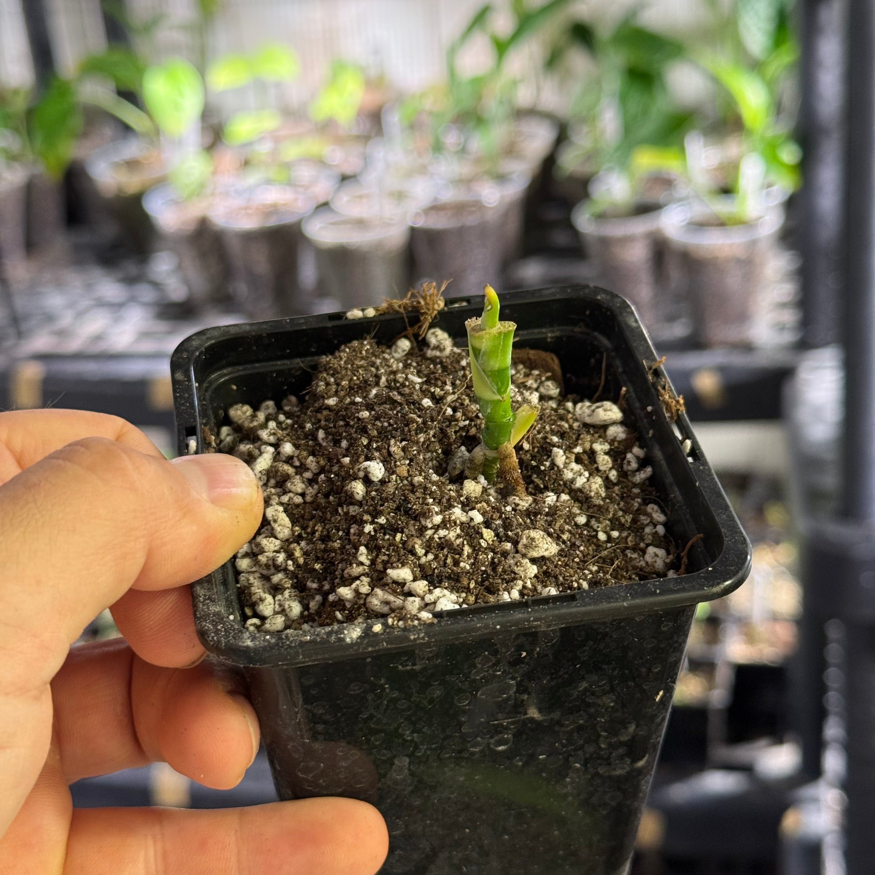 Monstera obliqua tiwintza narrow