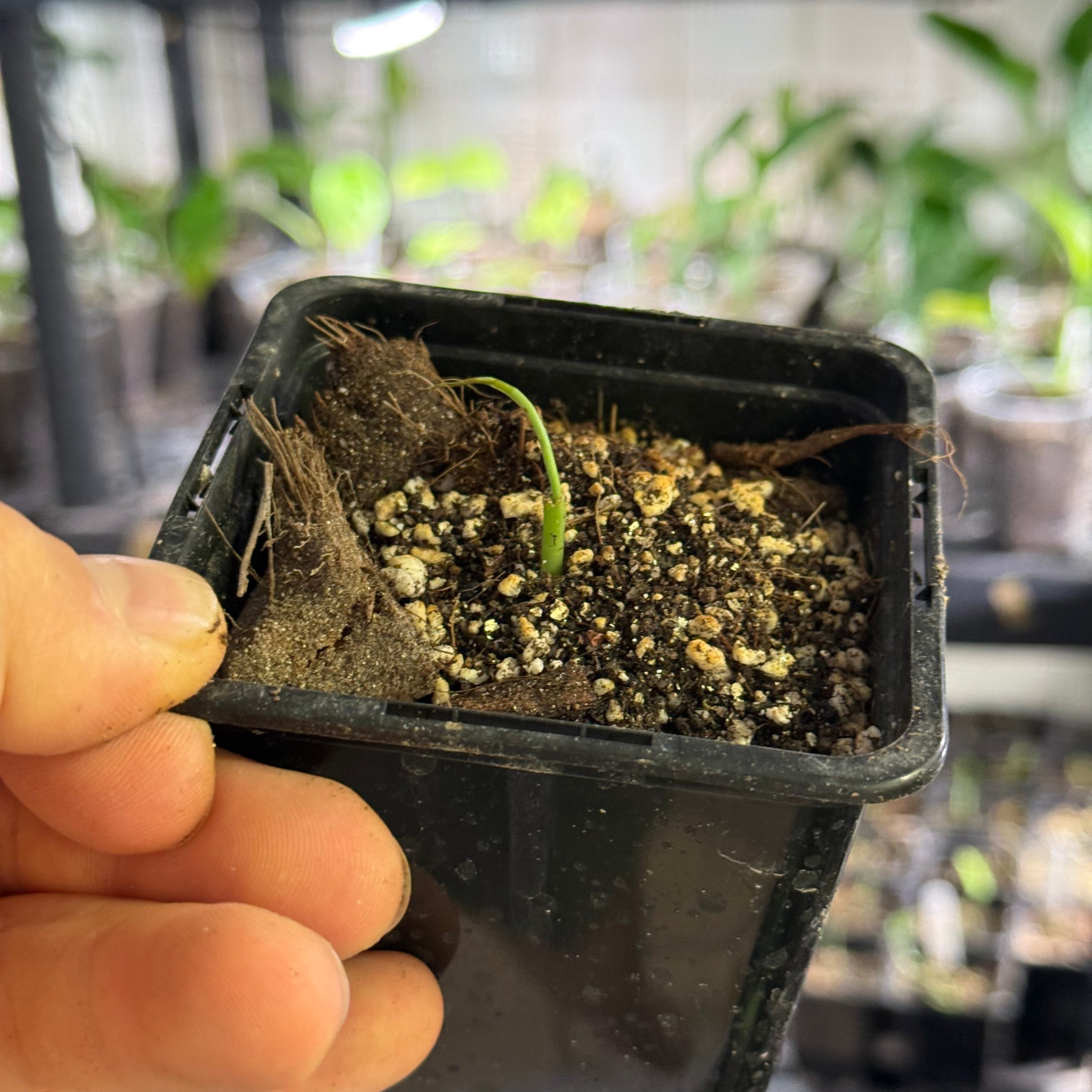 Monstera obliqua tiwintza narrow