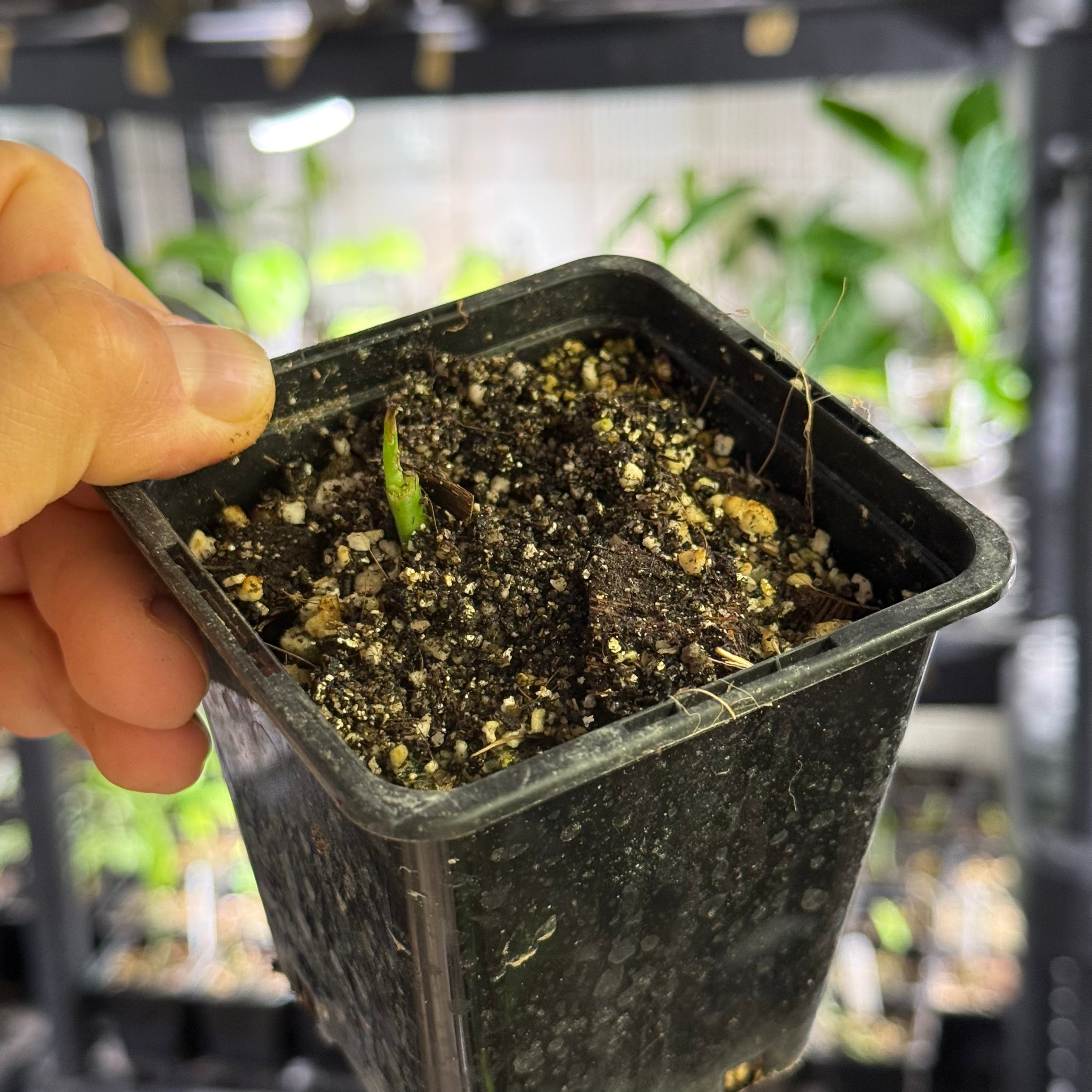 Monstera obliqua tiwintza narrow