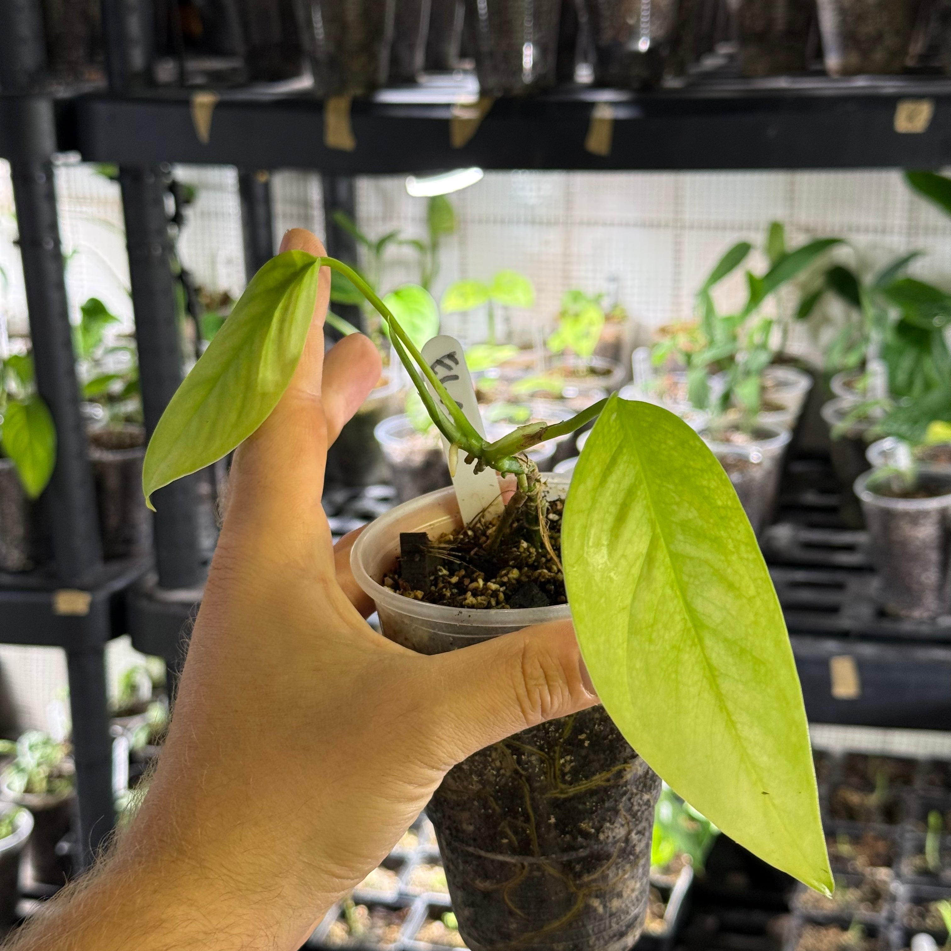 Monstera EC1 (Ecuagenera) - No Identification