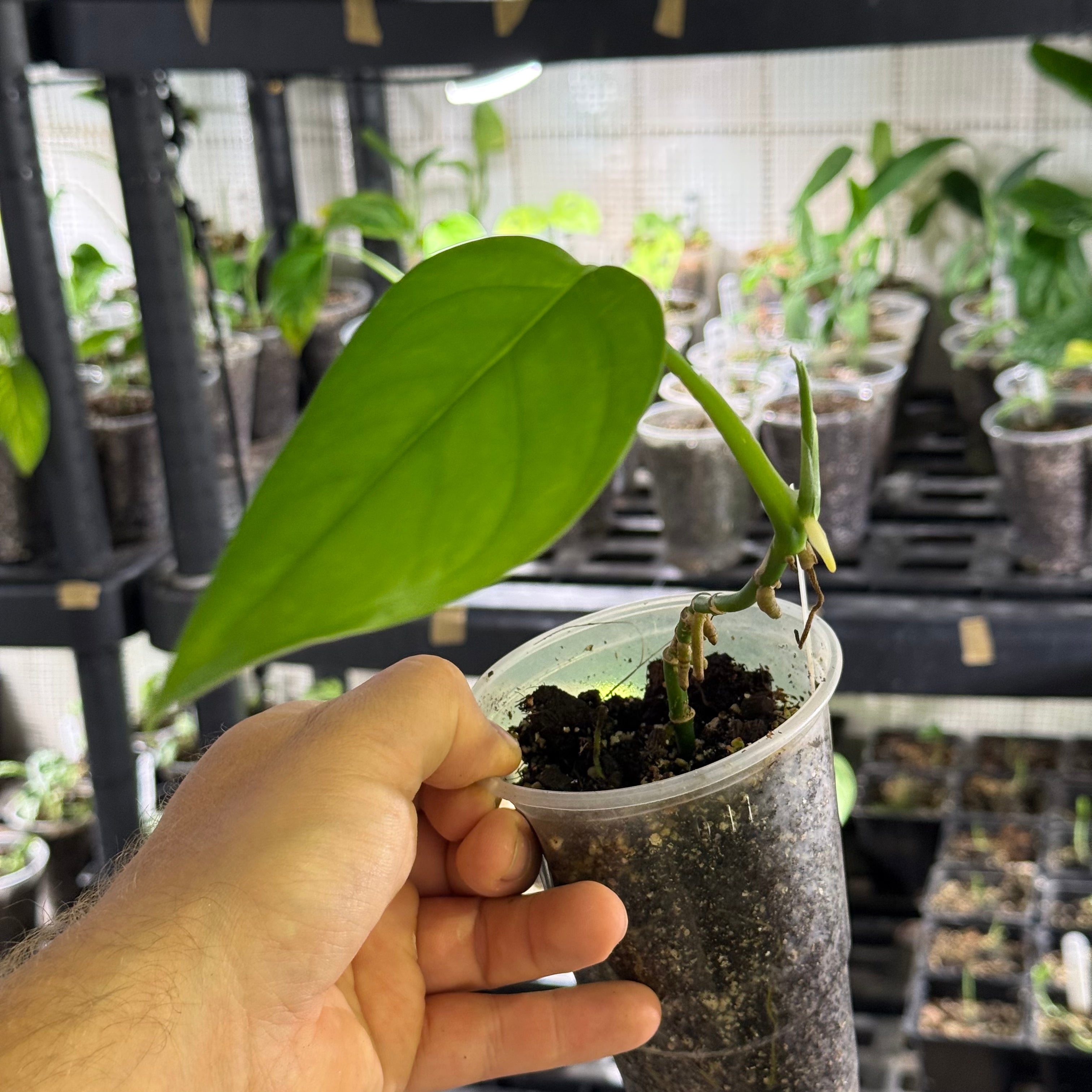 Monstera EC1 (Ecuagenera) - No Identification