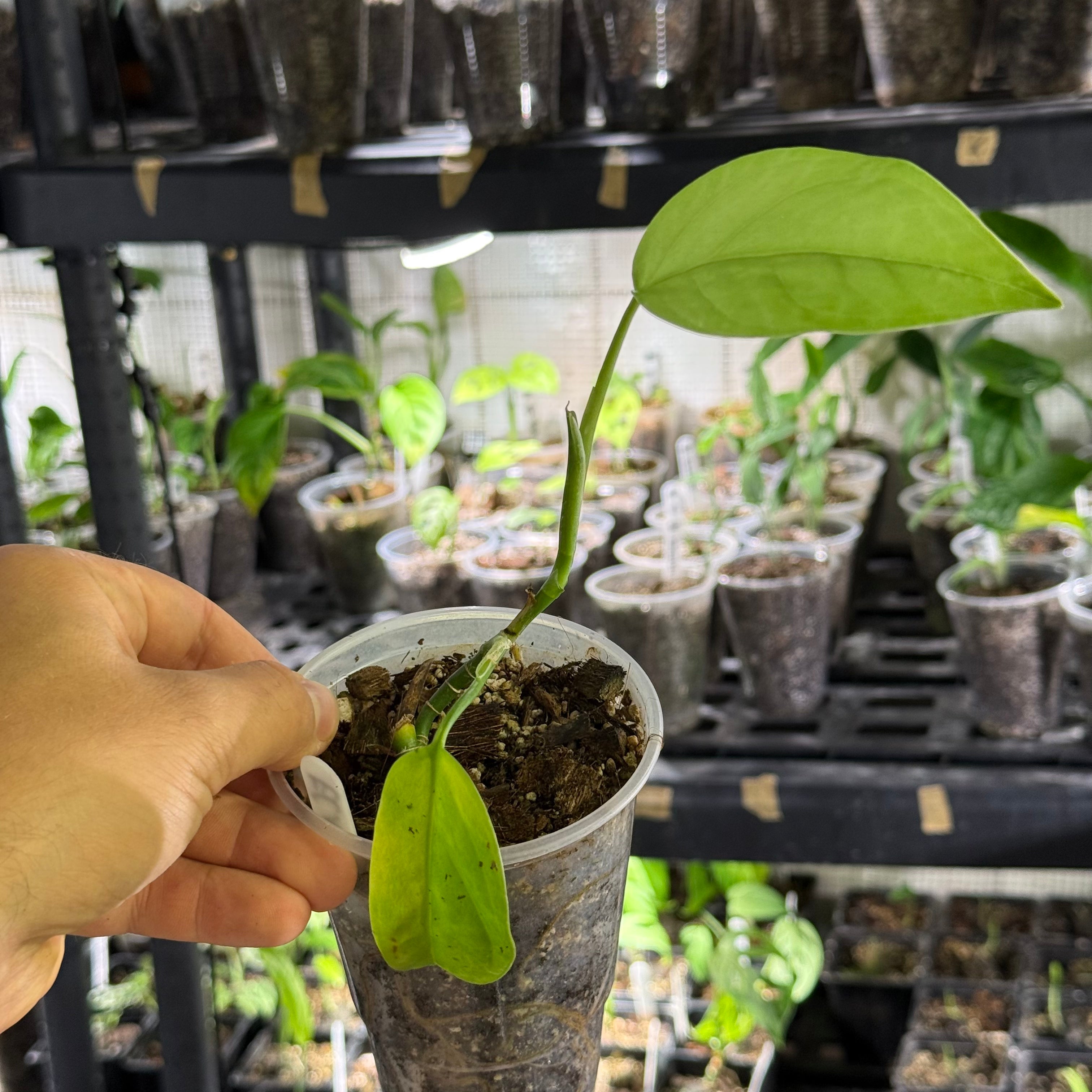 Monstera EC1 (Ecuagenera) - No Identification