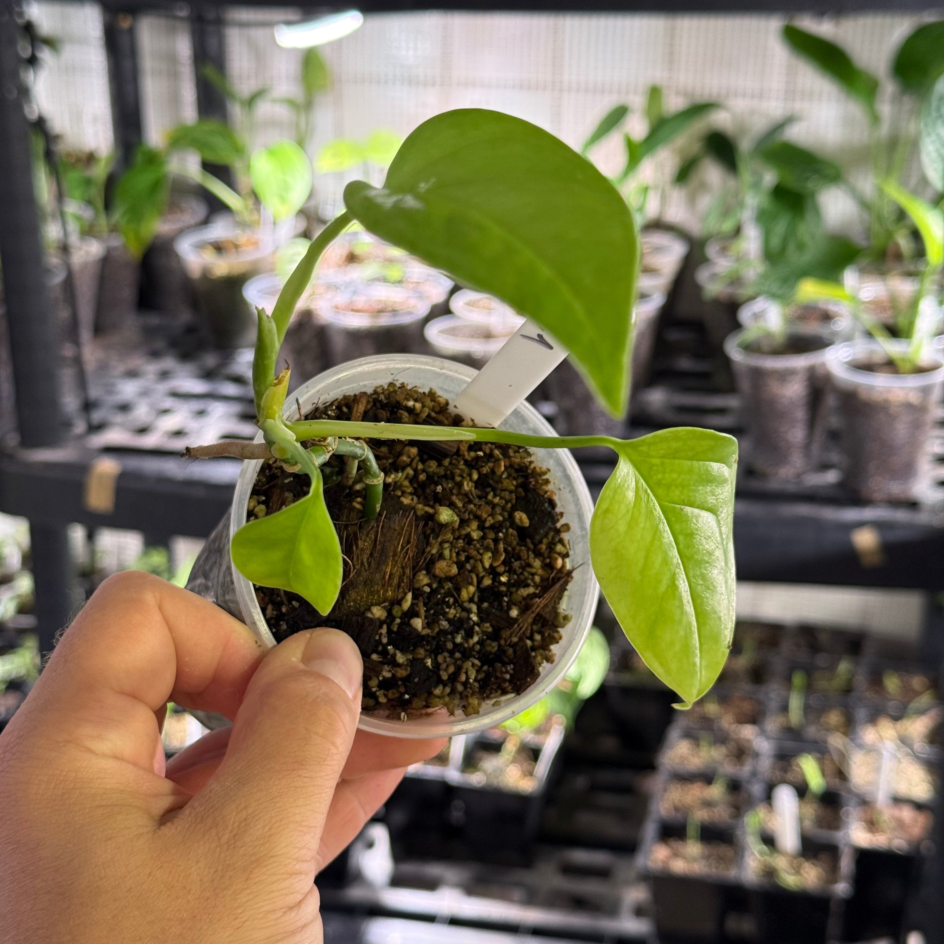 Monstera EC1 (Ecuagenera) - No Identification