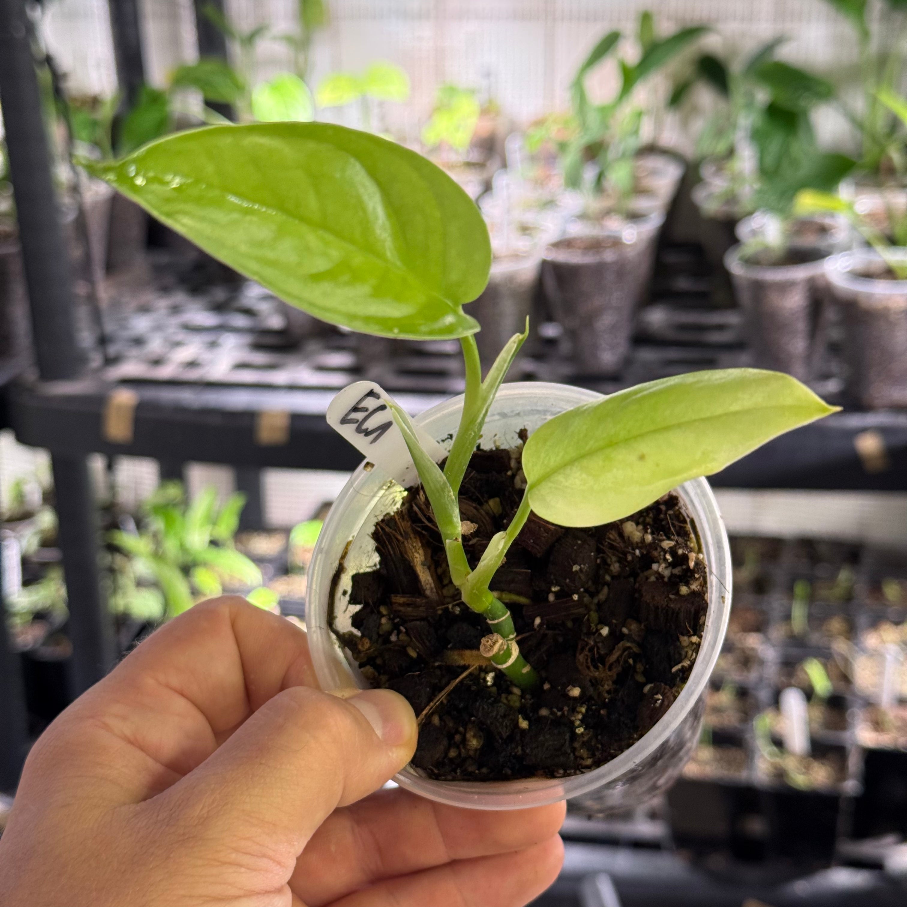 Monstera EC1 (Ecuagenera) - No Identification