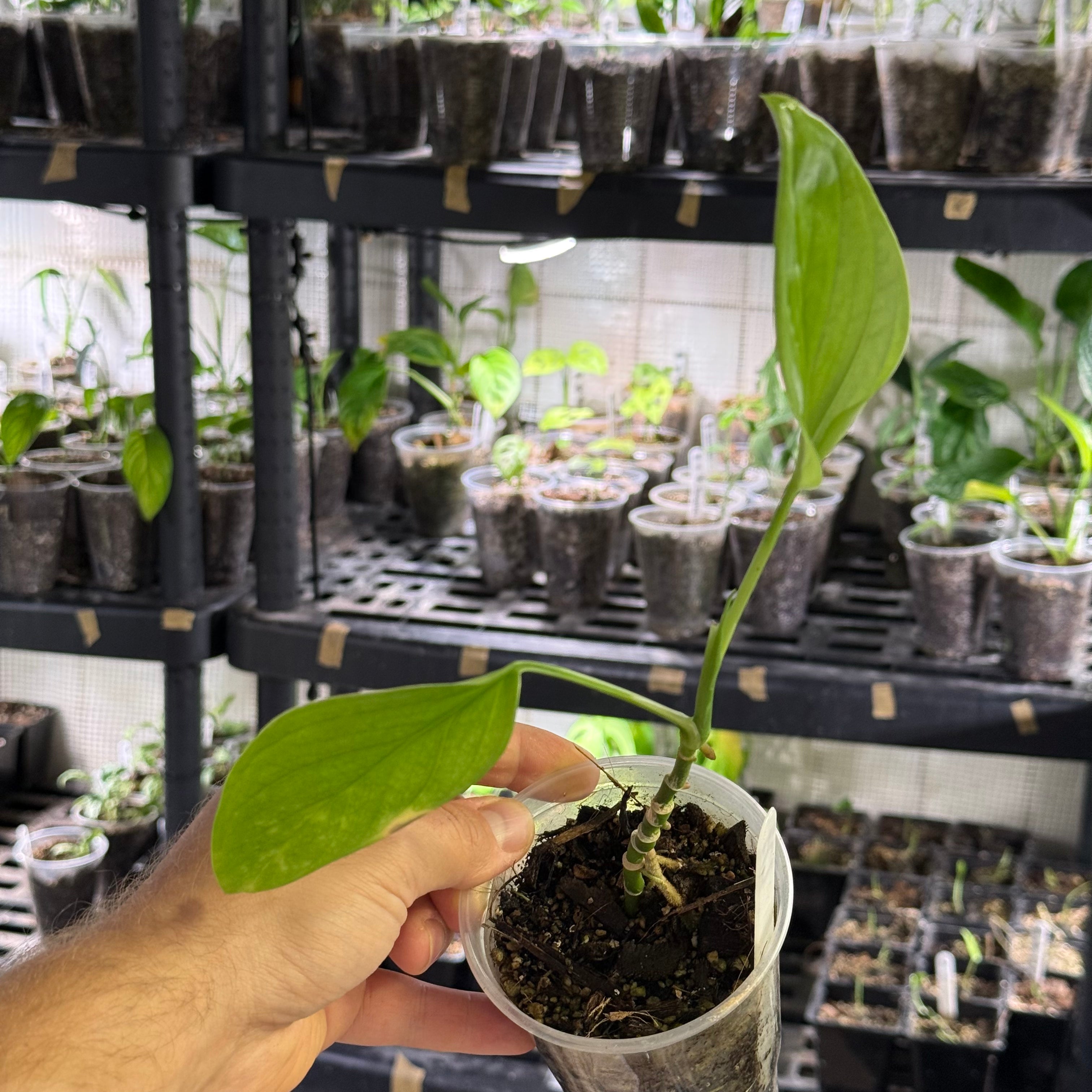 Monstera EC2 (Ecuagenera) - No Identification
