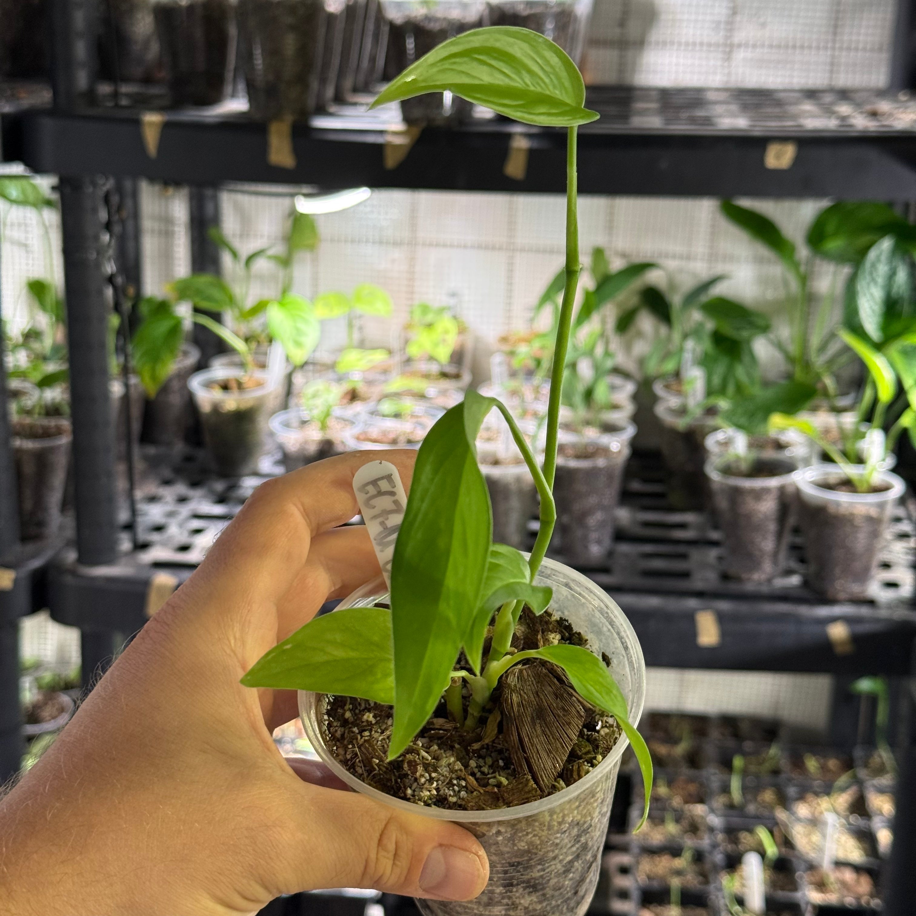 Monstera Sp. colombia (EC7)
