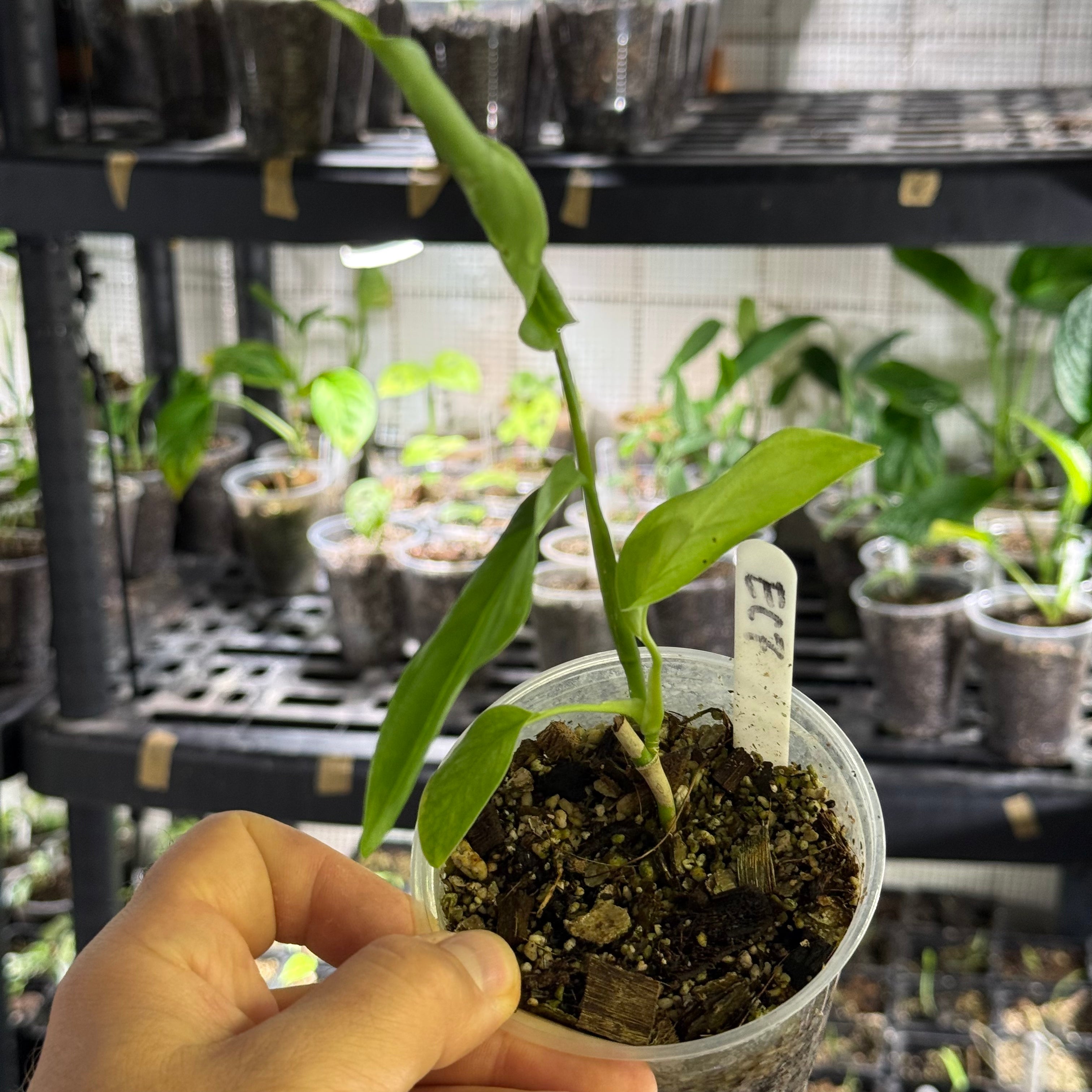Monstera Sp. colombia (EC7)