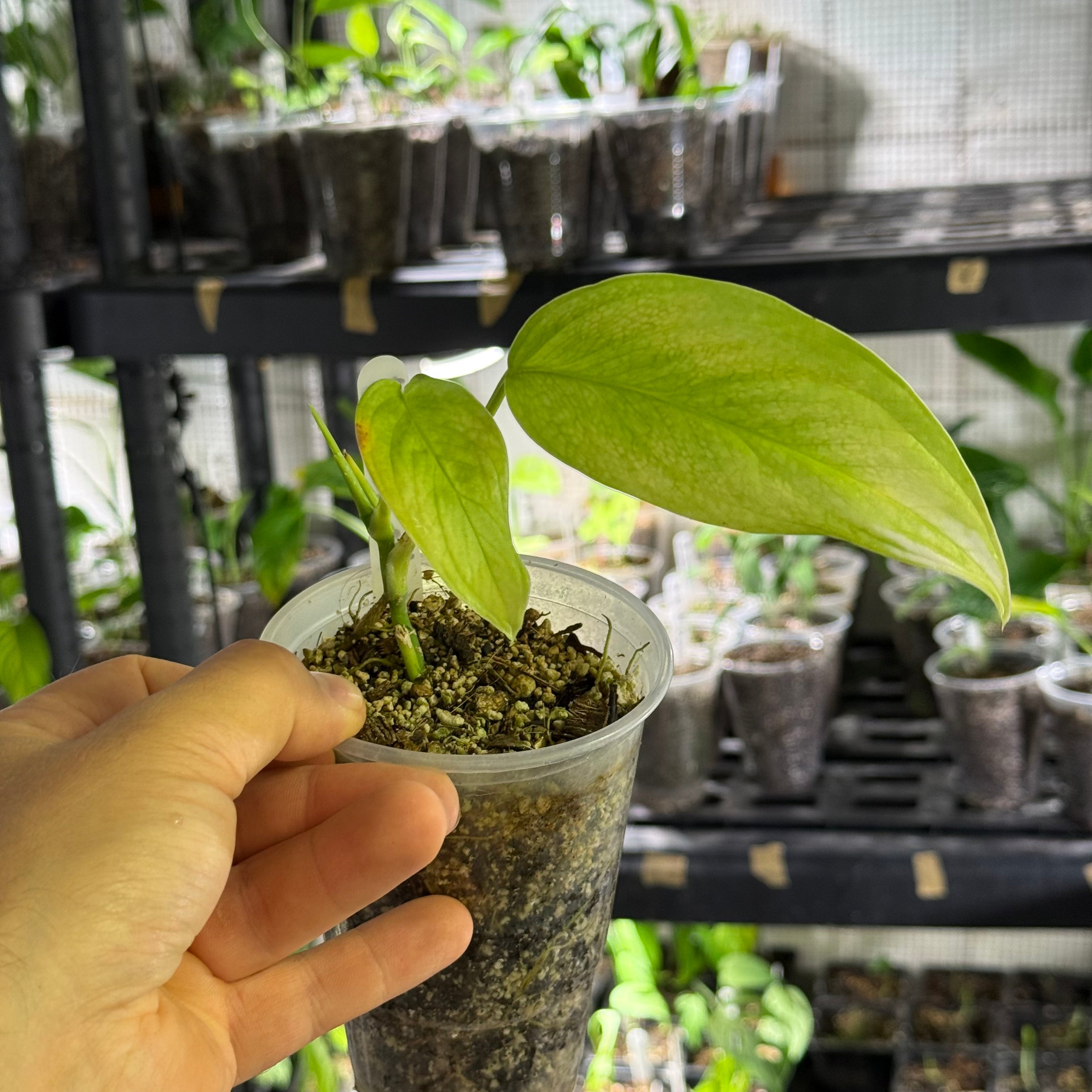 Monstera Sp. colombia (EC7)