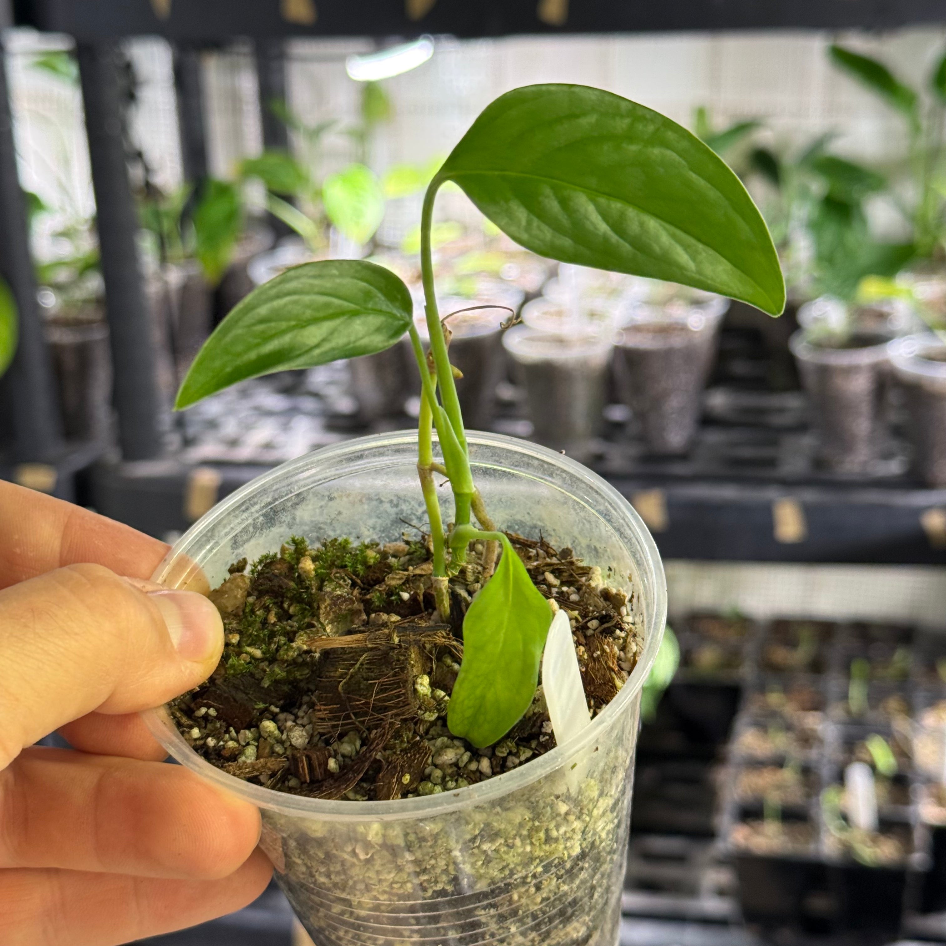 Monstera Sp. colombia (EC7)