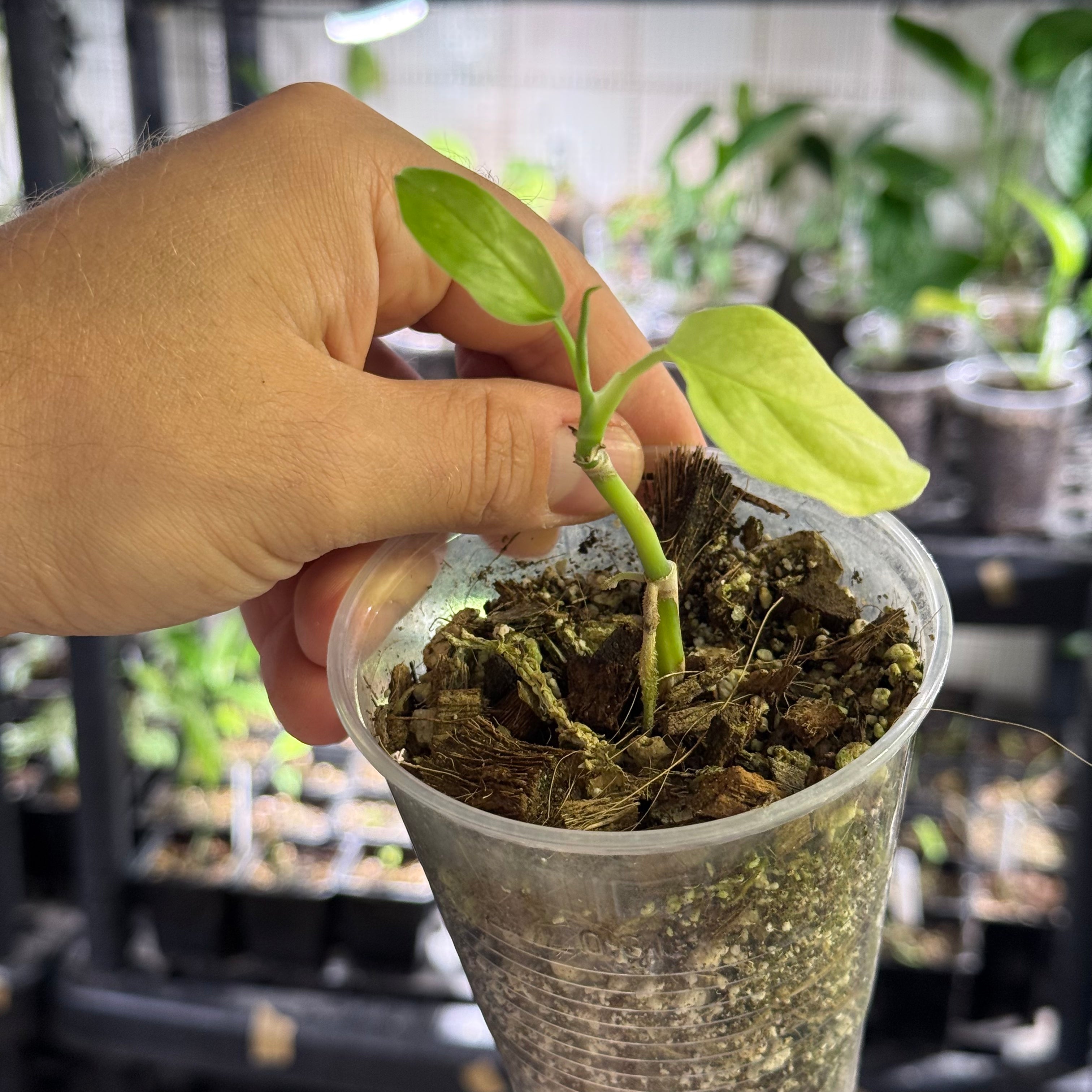 Monstera Sp. colombia (EC7)