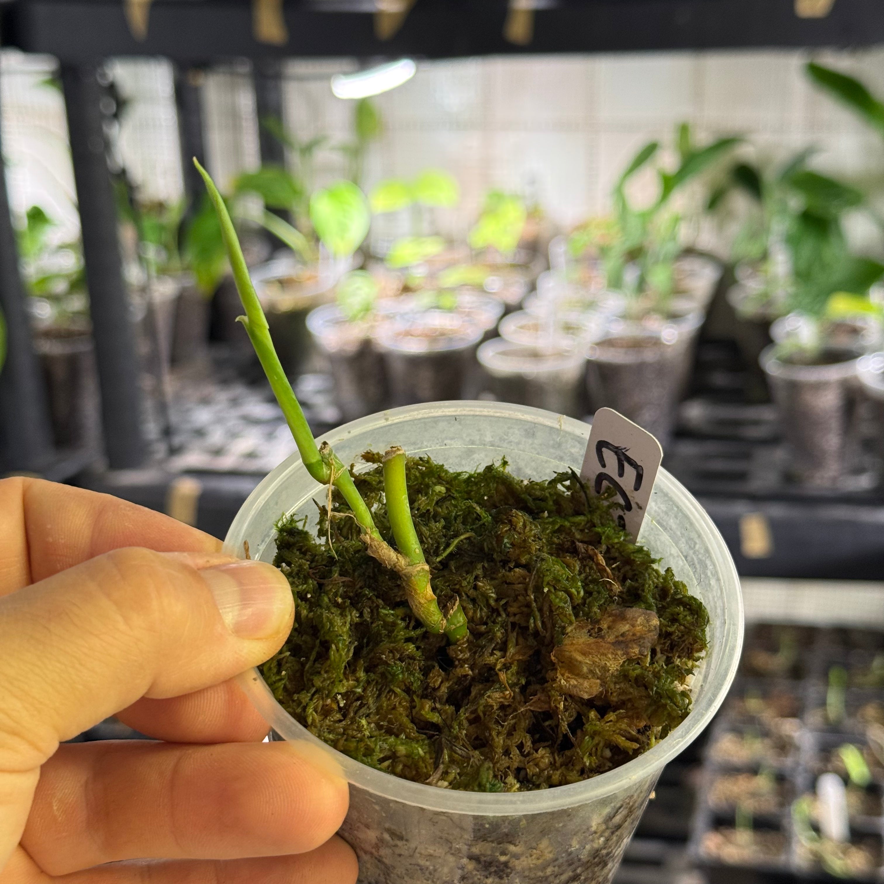 Monstera Sp. colombia (EC7)