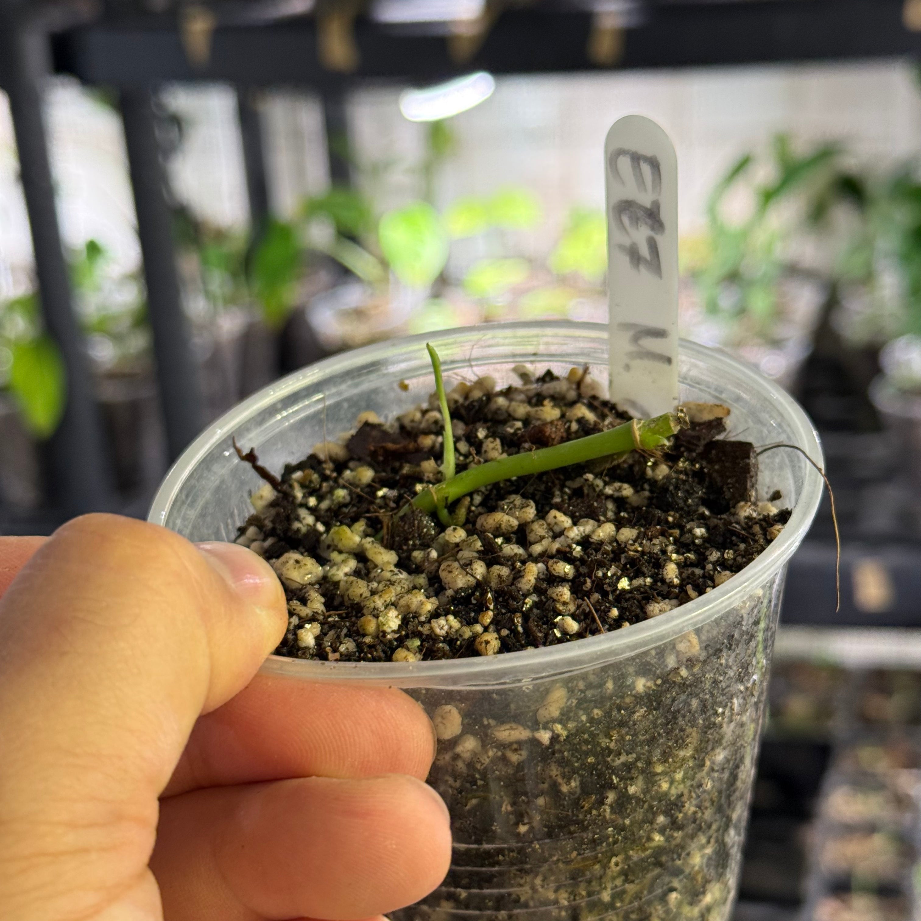 Monstera Sp. colombia (EC7)