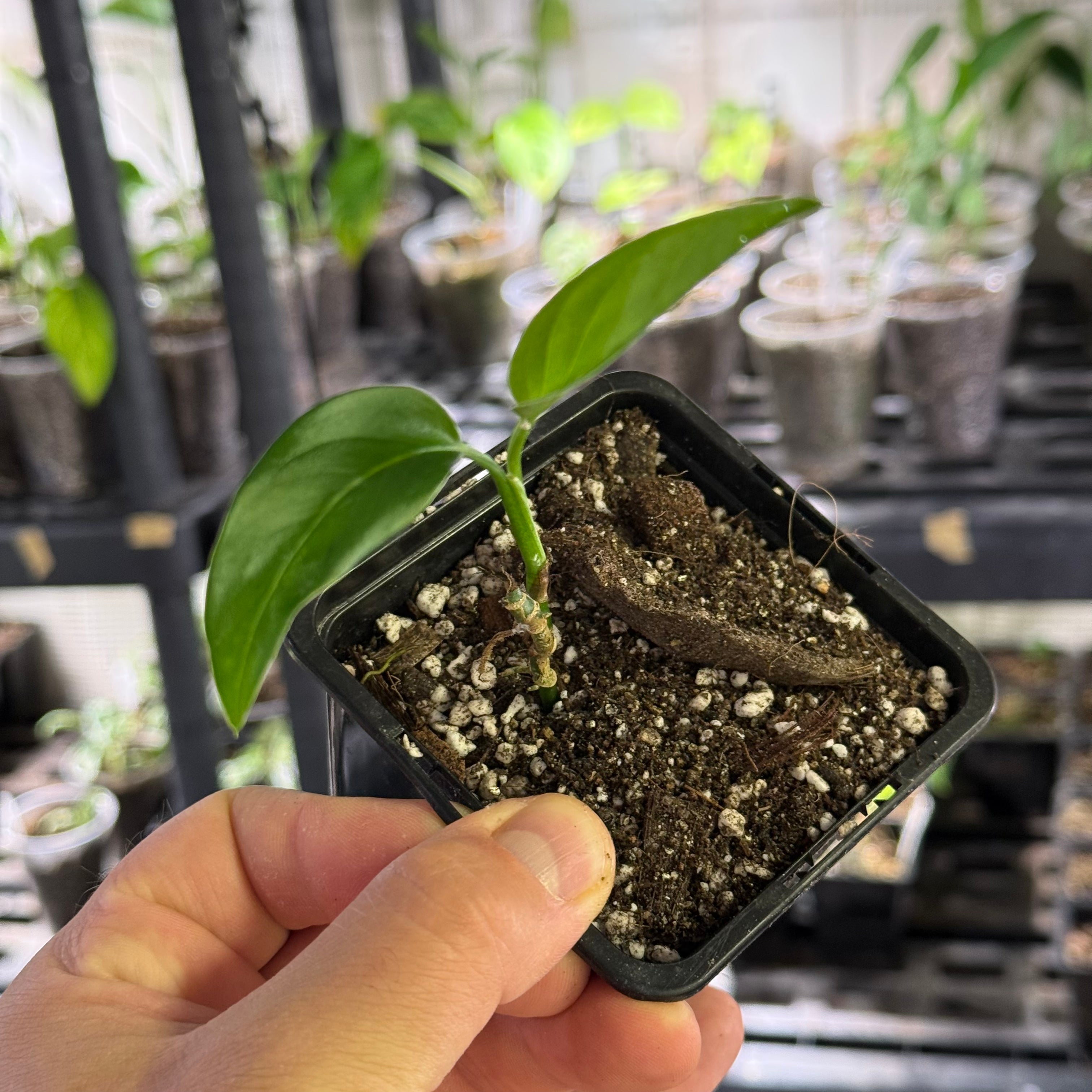 Monstera spec. peruviana