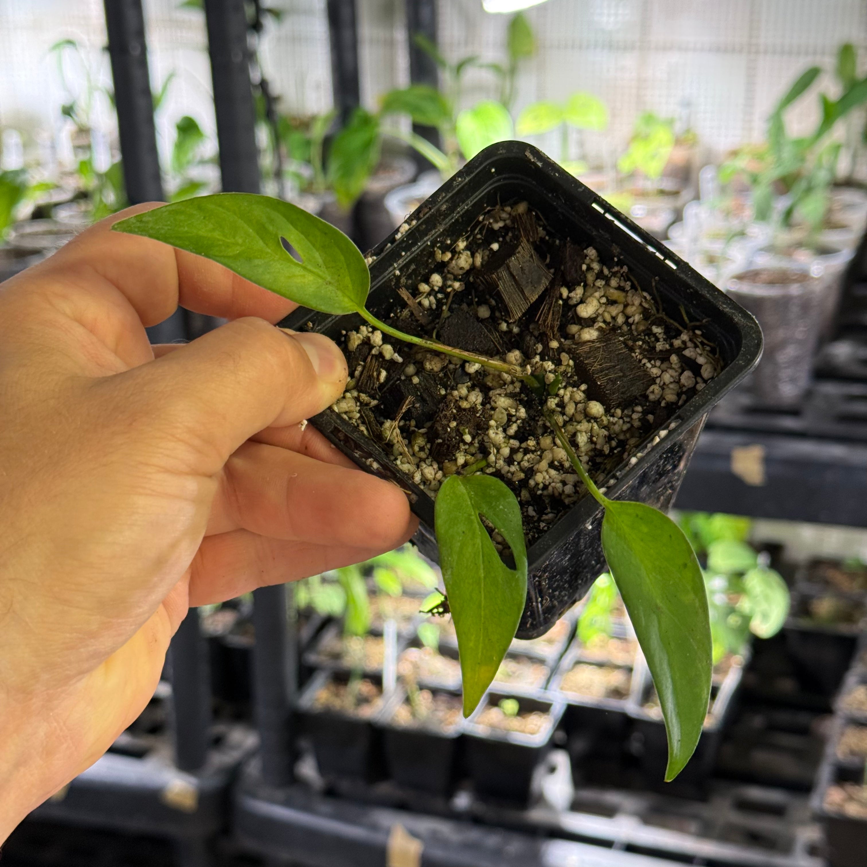 Monstera spec. peruviana