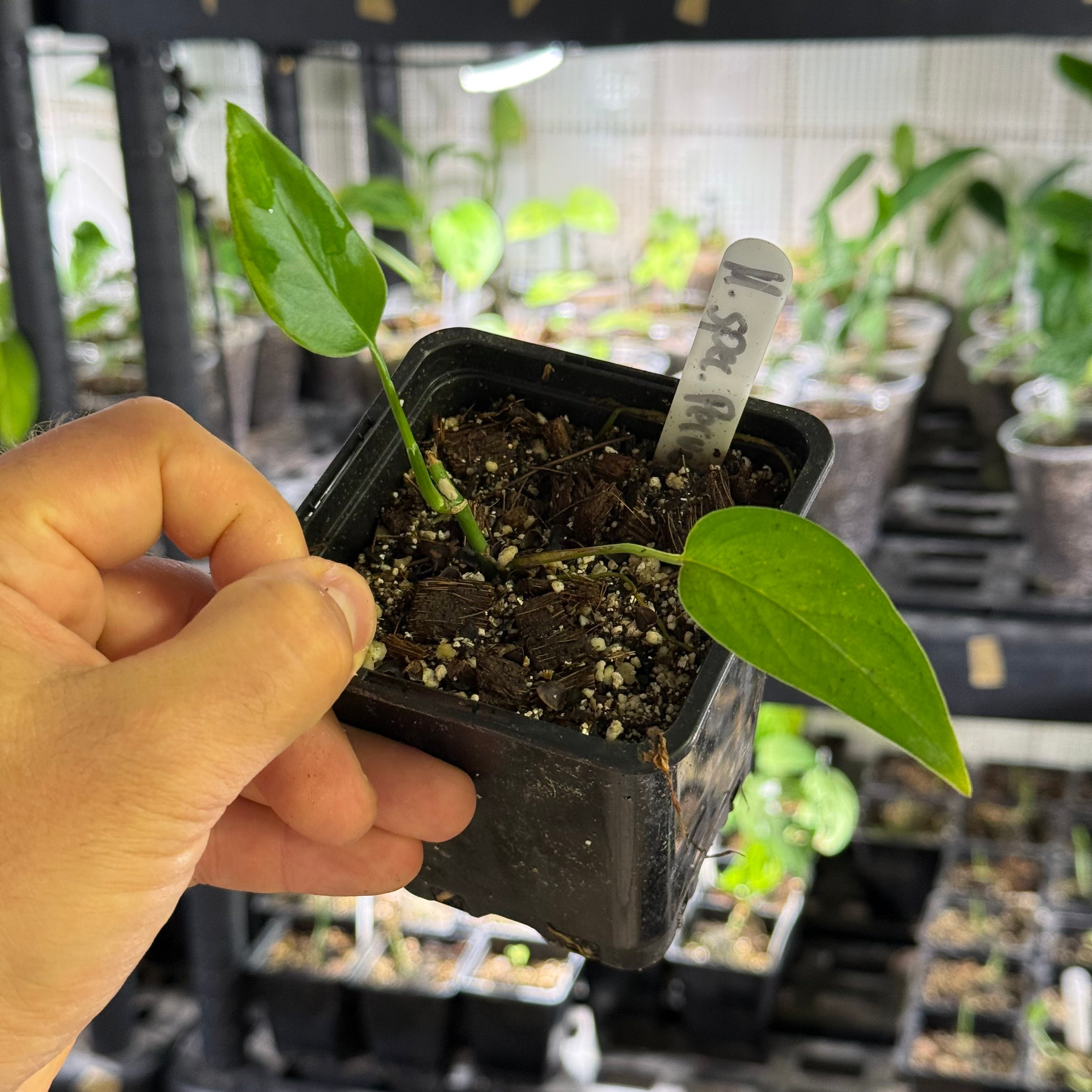 Monstera spec. peruviana