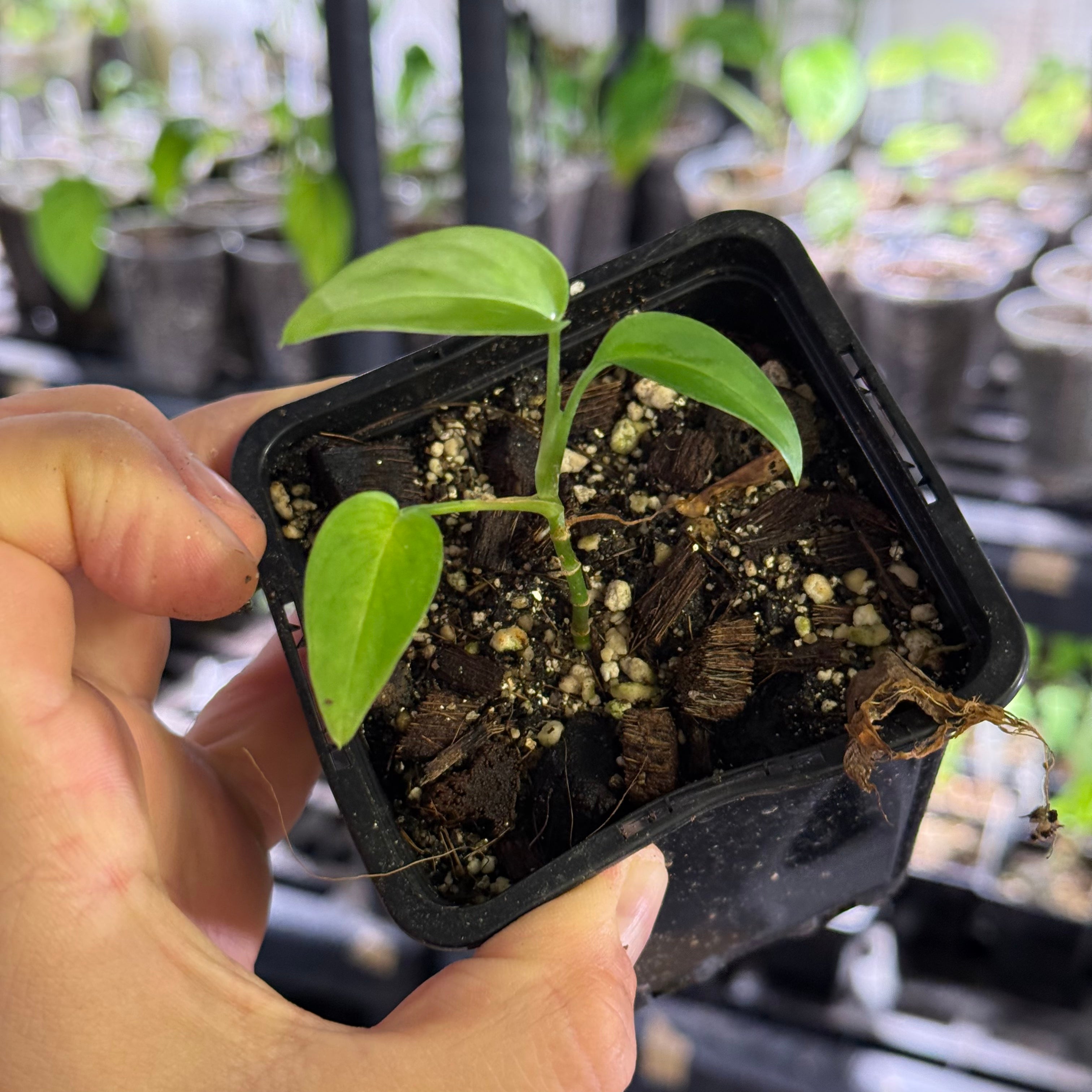 Monstera spec. peruviana