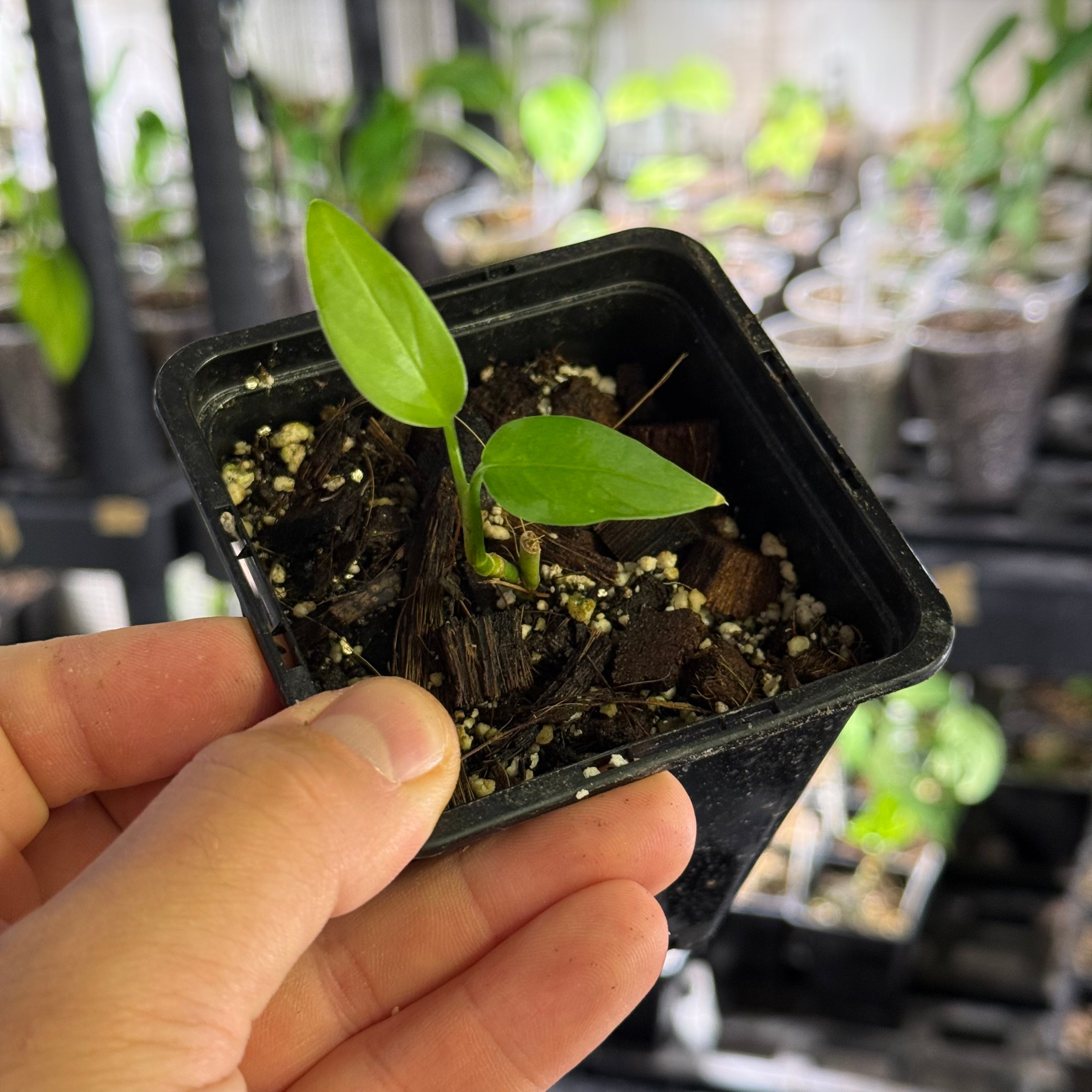 Monstera spec. peruviana