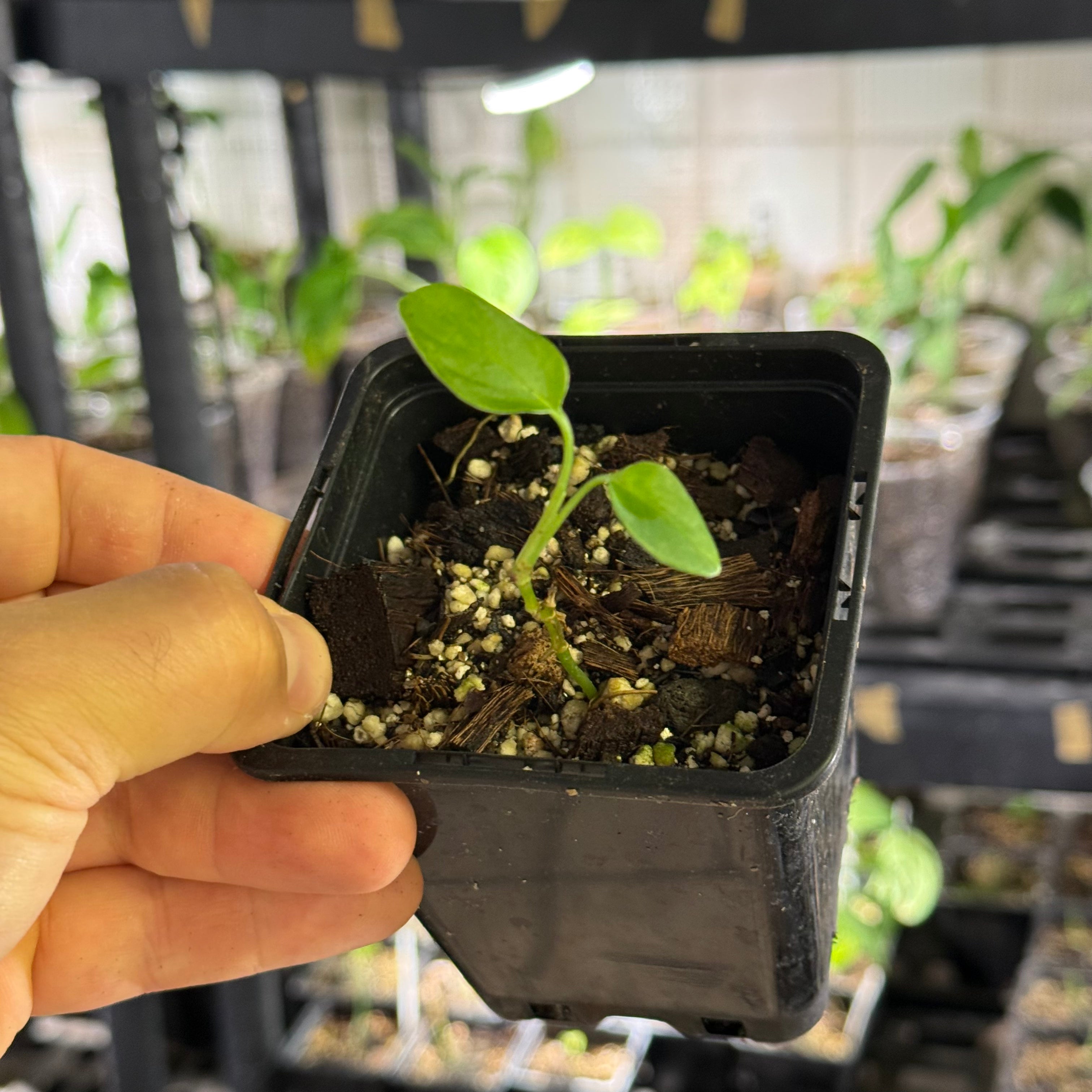 Monstera spec. peruviana