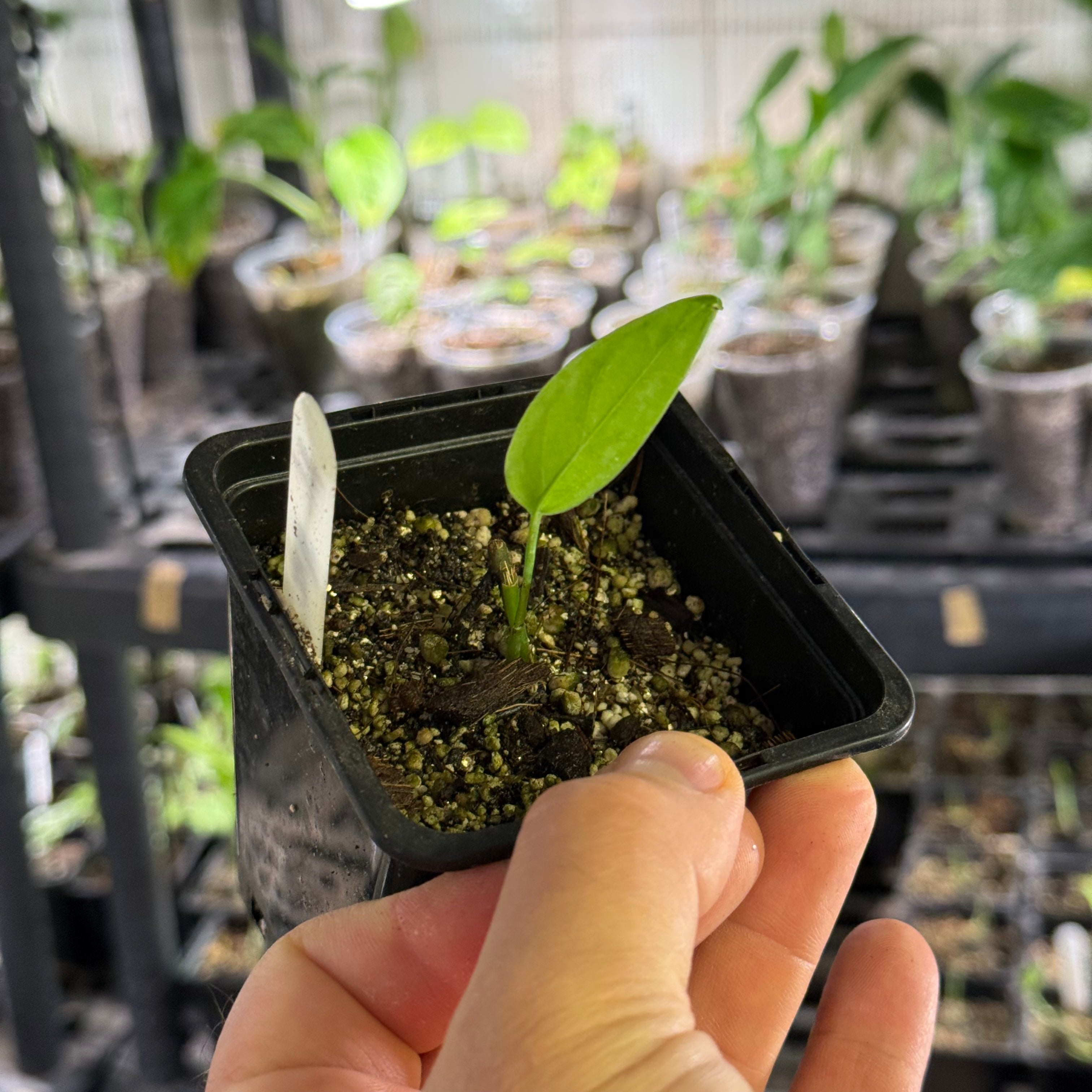 Monstera spec. peruviana
