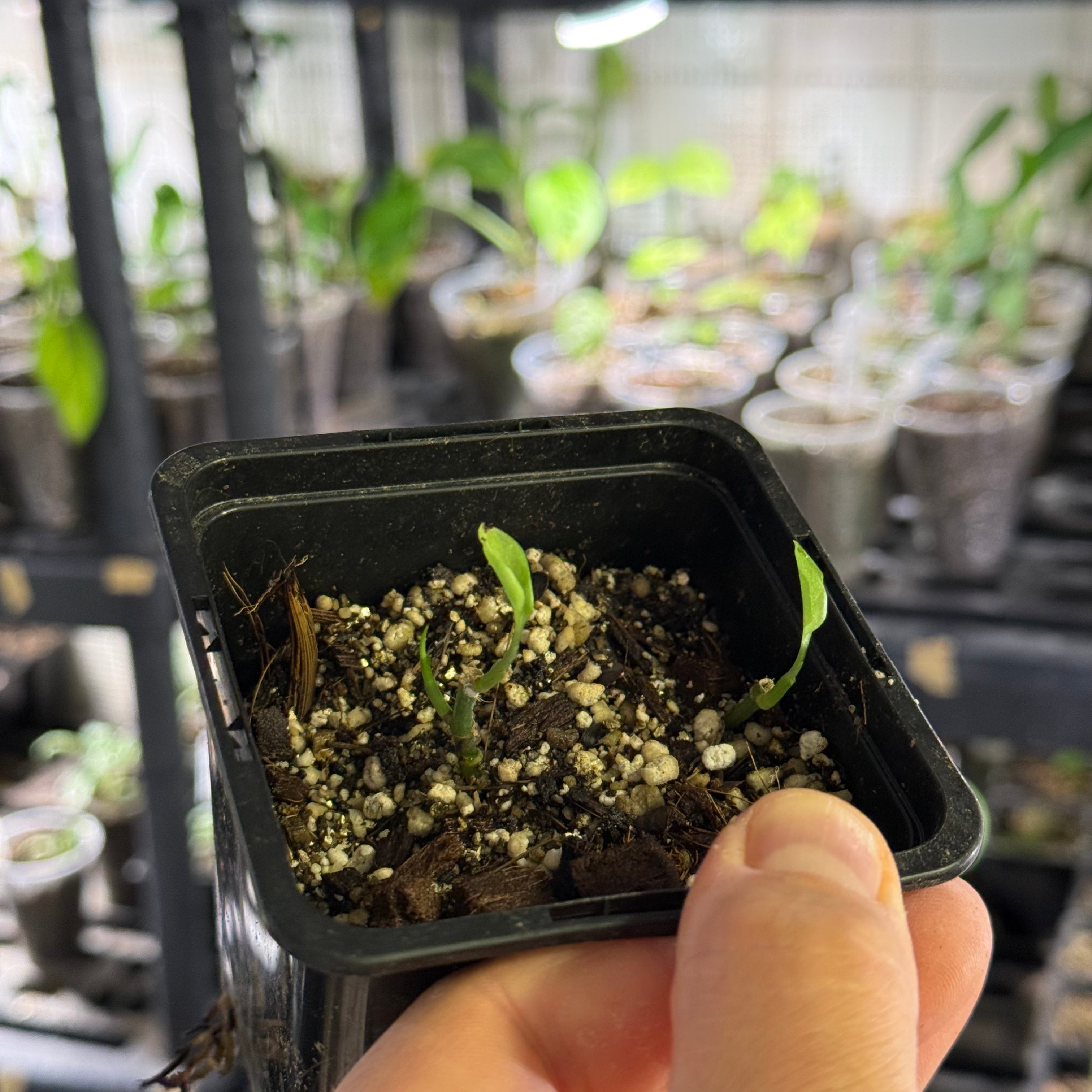Monstera spec. peruviana
